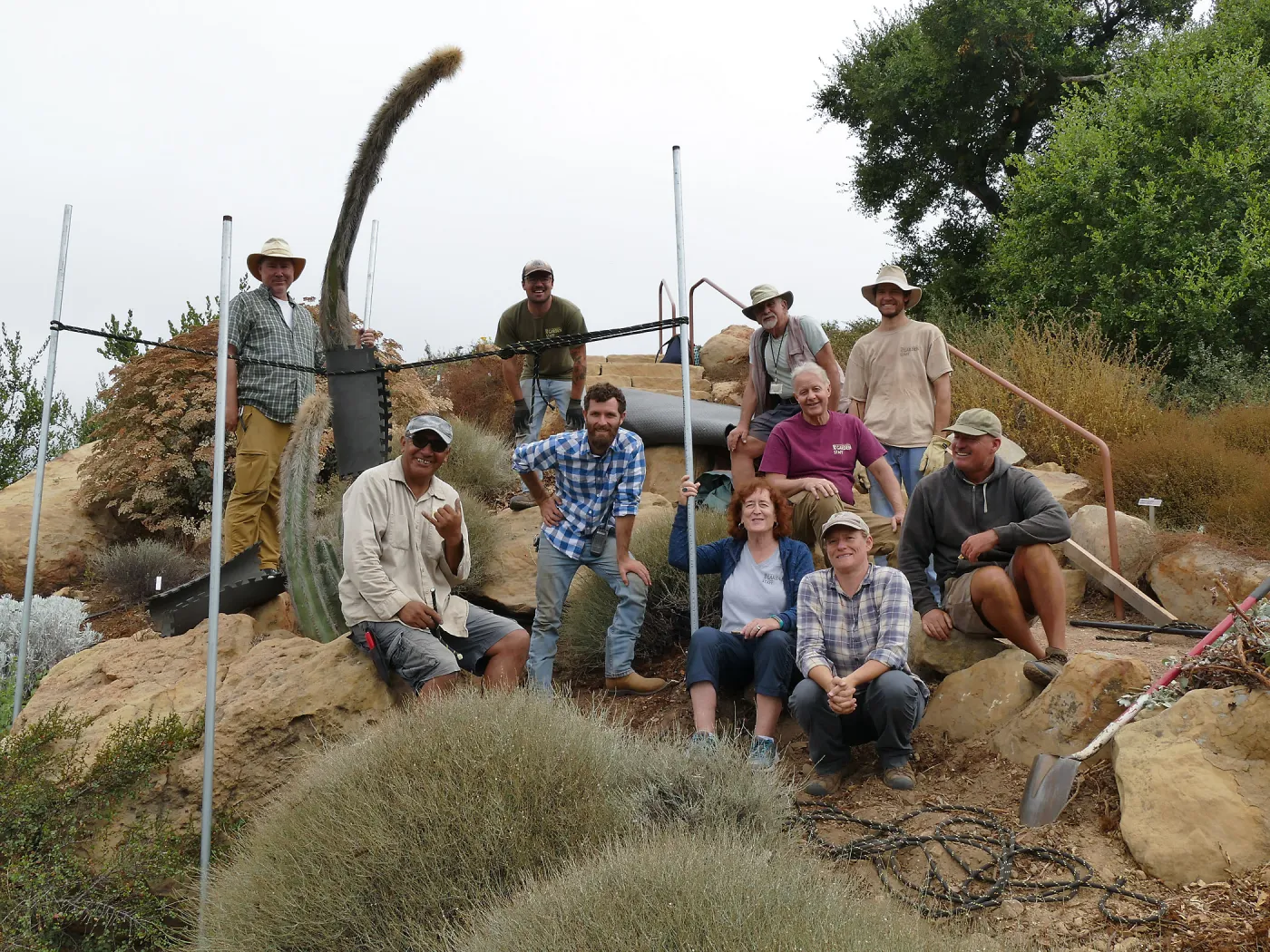 Moving a Lophocereus schottii cactus collected in 1996 from the canyard to the Island View Garden