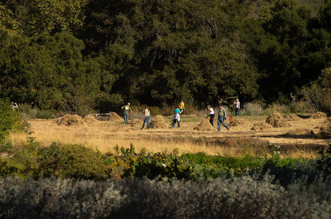 Wednesday volunteer crew working in the Meadow