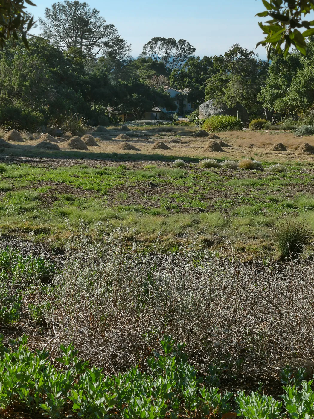 Mounds of bouteloua and stipa in the Meadow after trimming