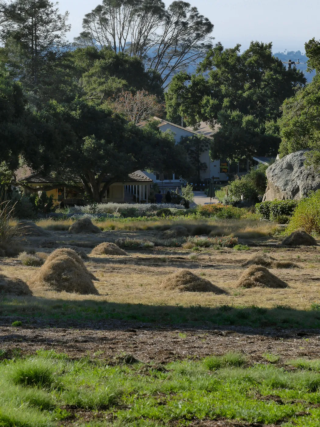 Mounds of bouteloua and stipa in the Meadow after trimming