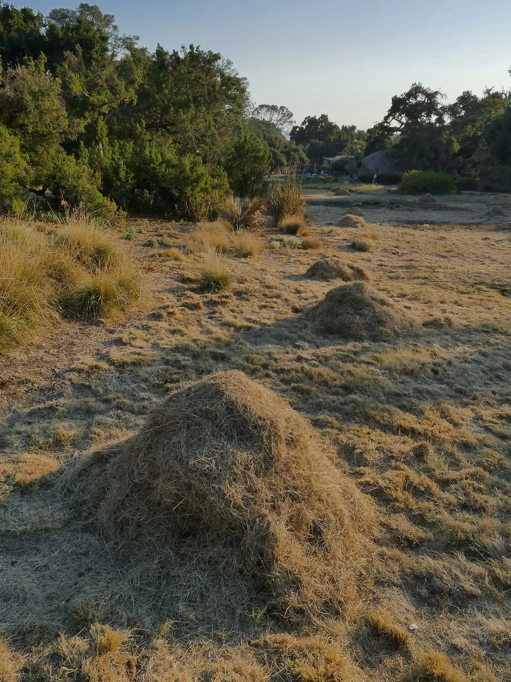 Mounds of bouteloua and stipa in the Meadow after trimming