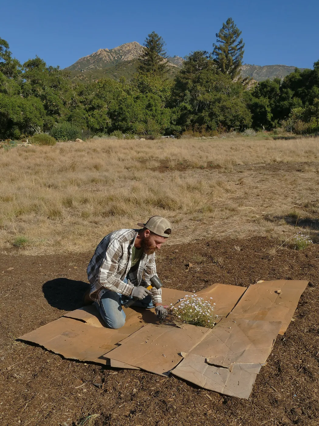 Dan Hite demonstrating sheet mulching