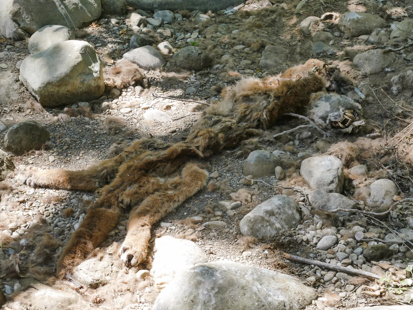 Mountain lion carcass in creekbed below lower crossing