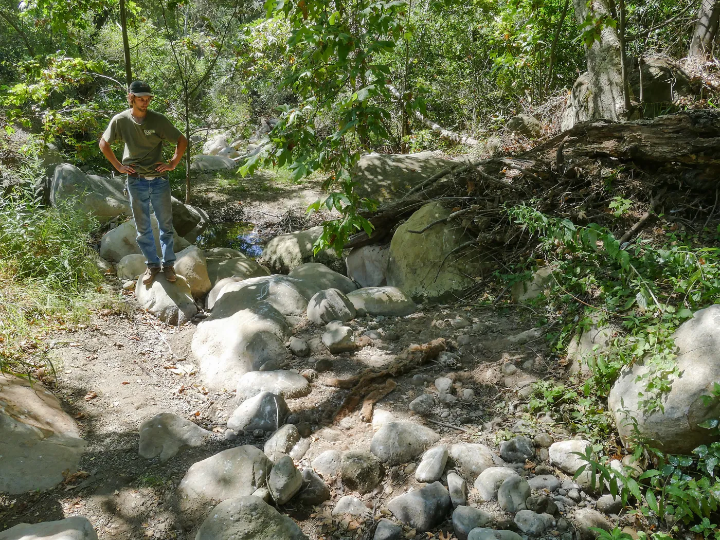 Mountain lion carcass in creekbed below lower crossing