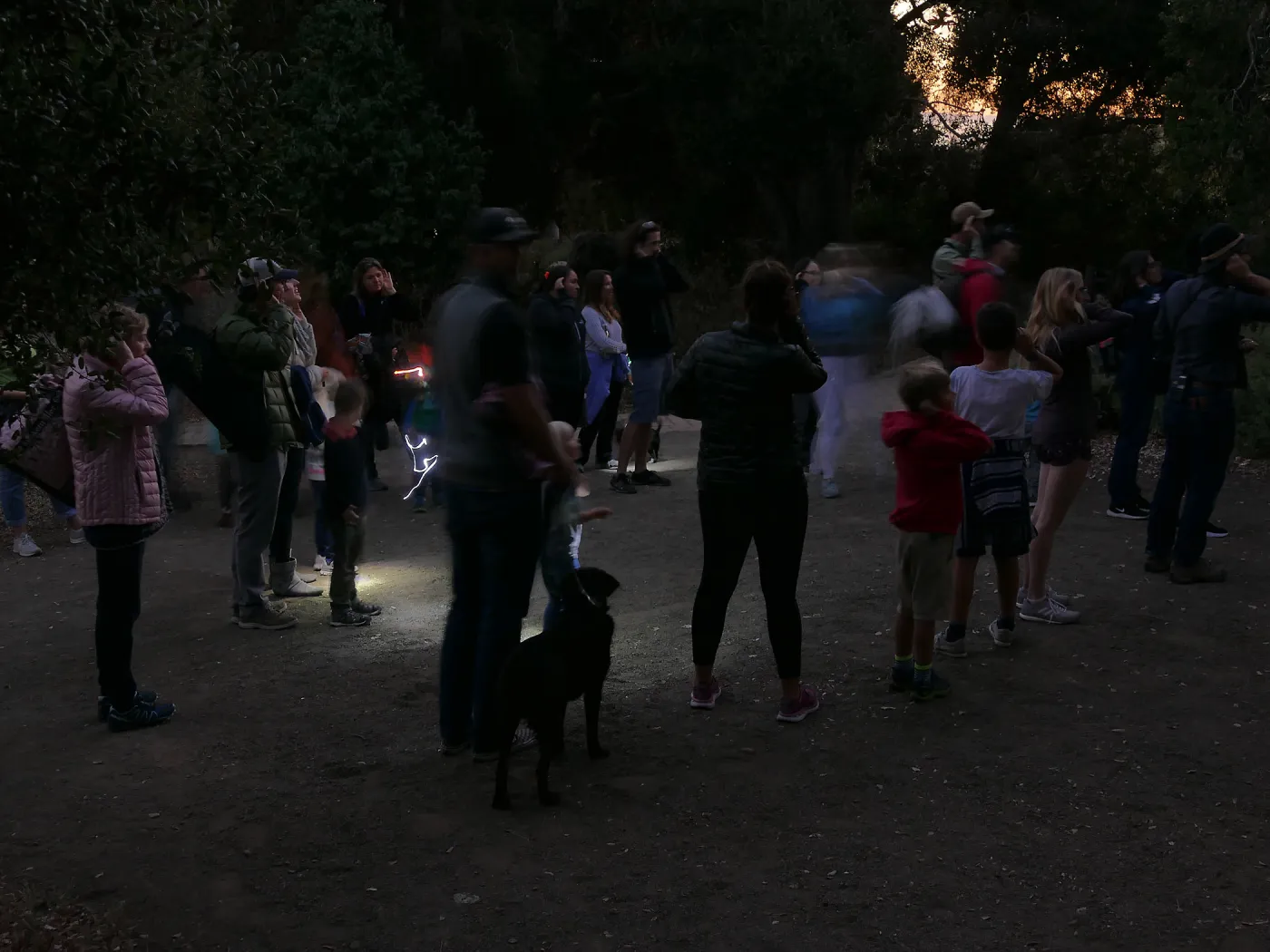 Full Moon Family Night, Listening to owls