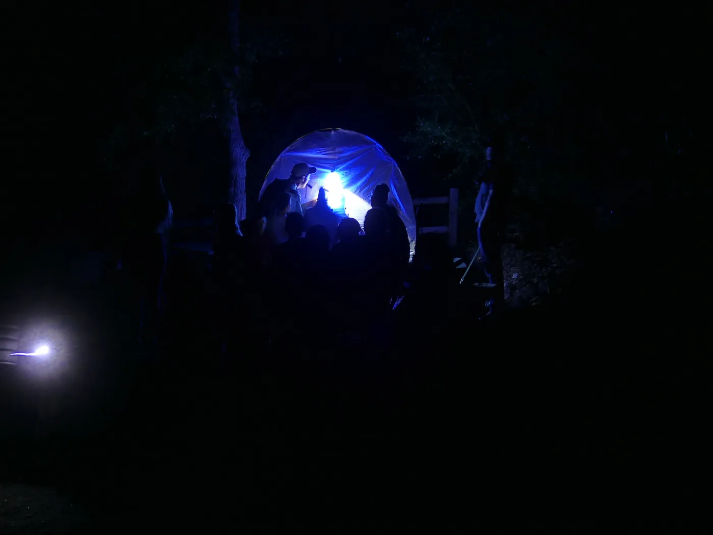 Full Moon Family Night, insect observation station with ultraviolet attacting lamp