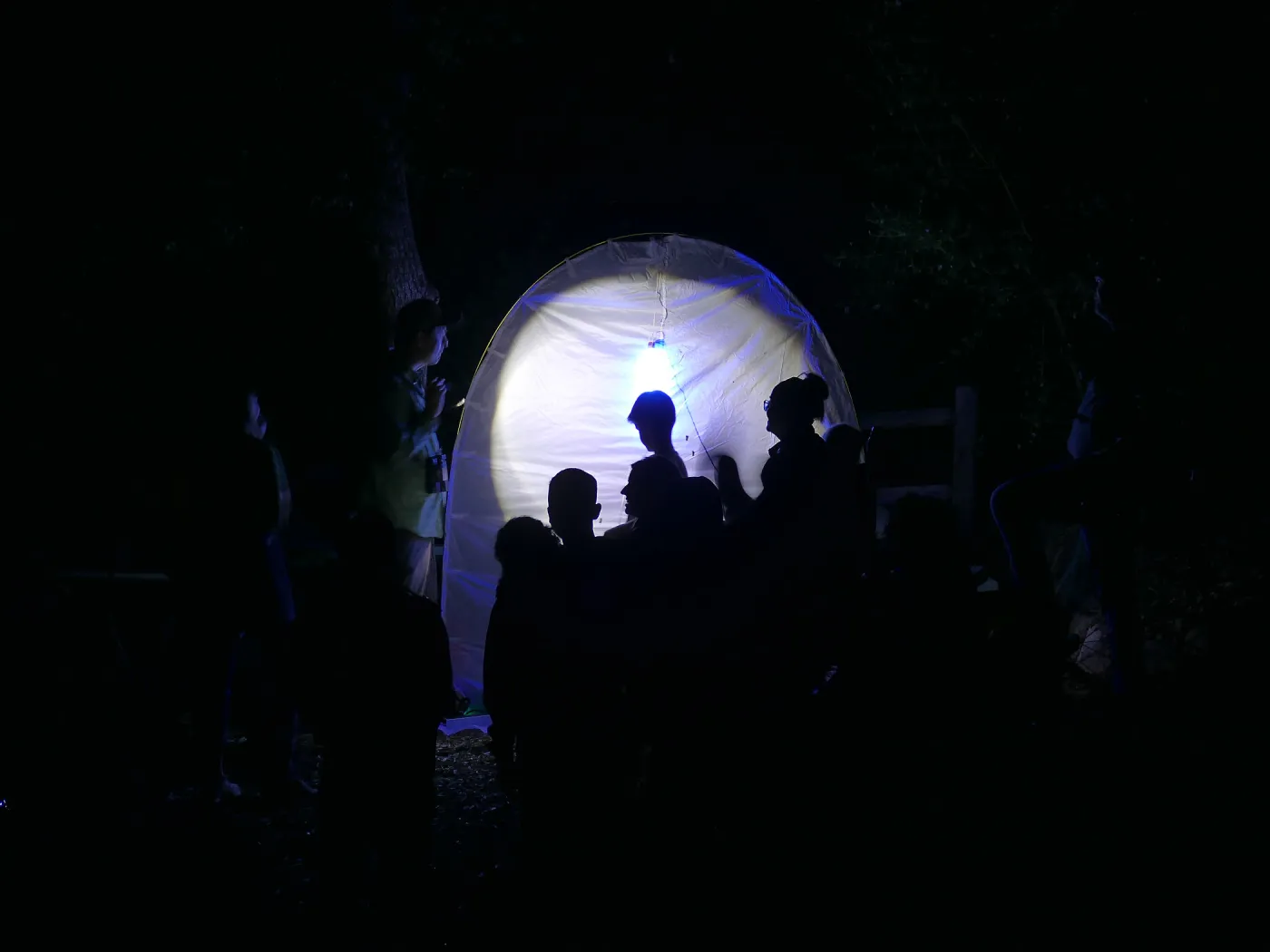 Full Moon Family Night, insect observation station
