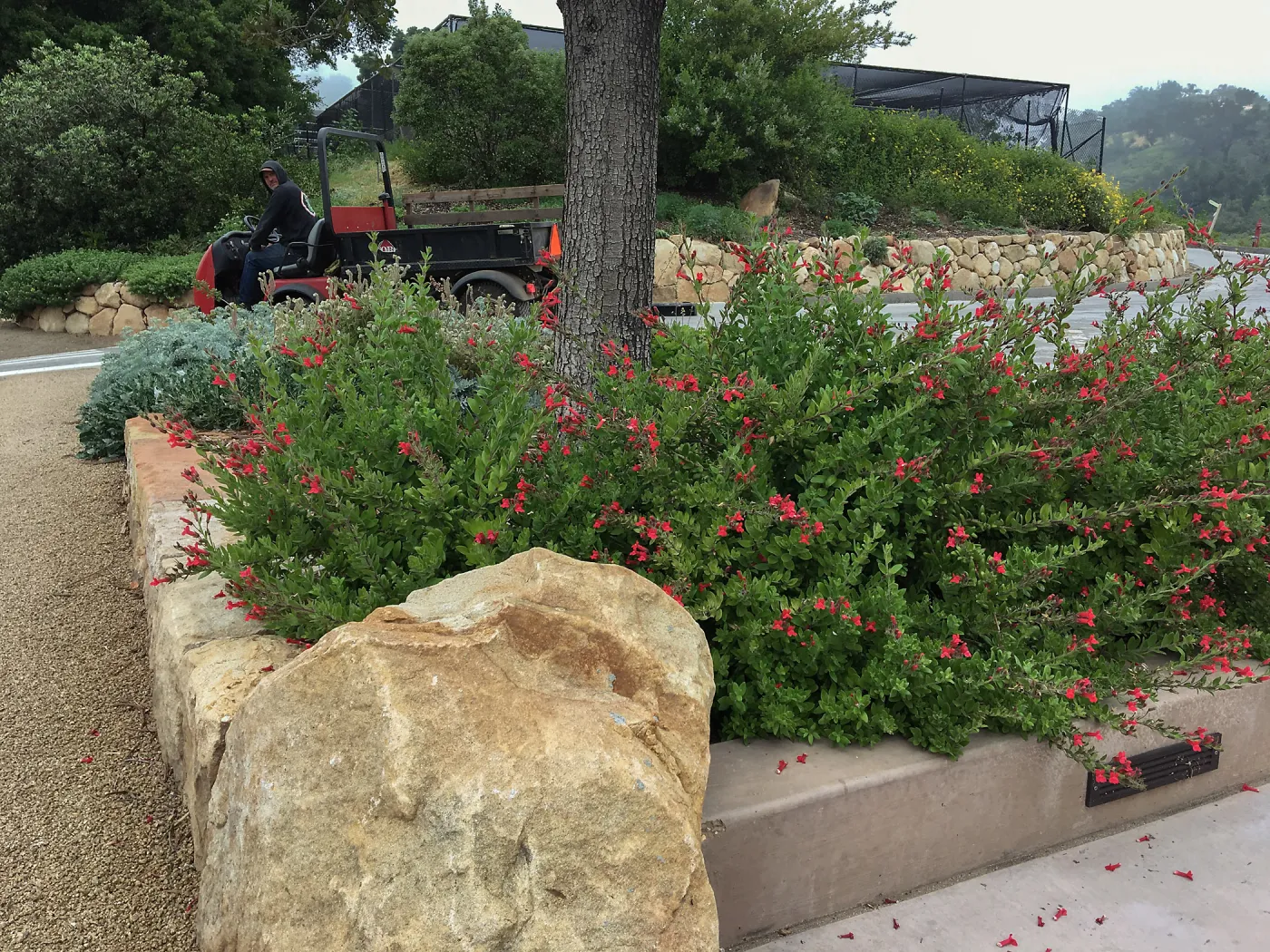 Gambelia Firecracker at PCC