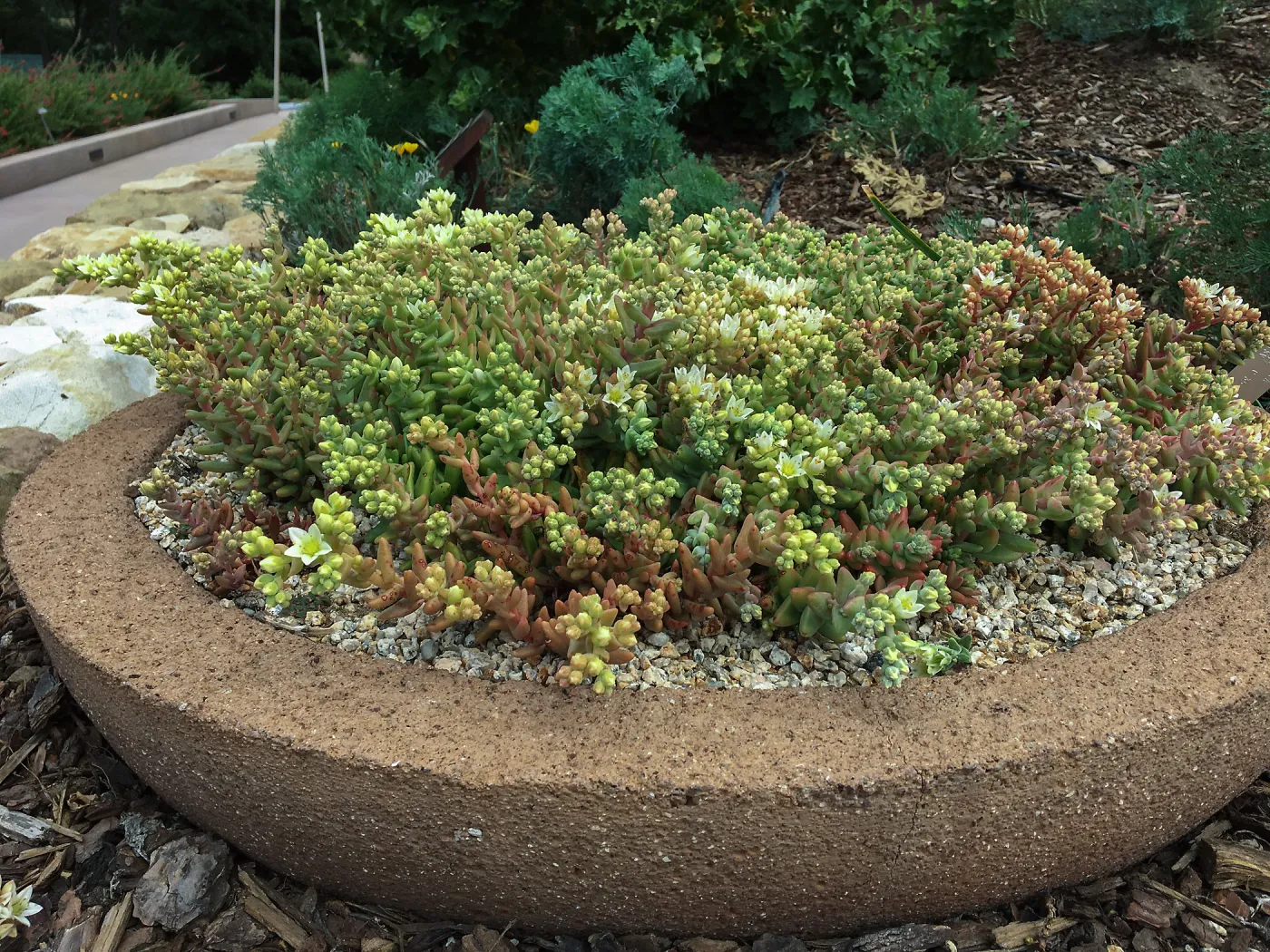 Dudleya nesiotica, PCC