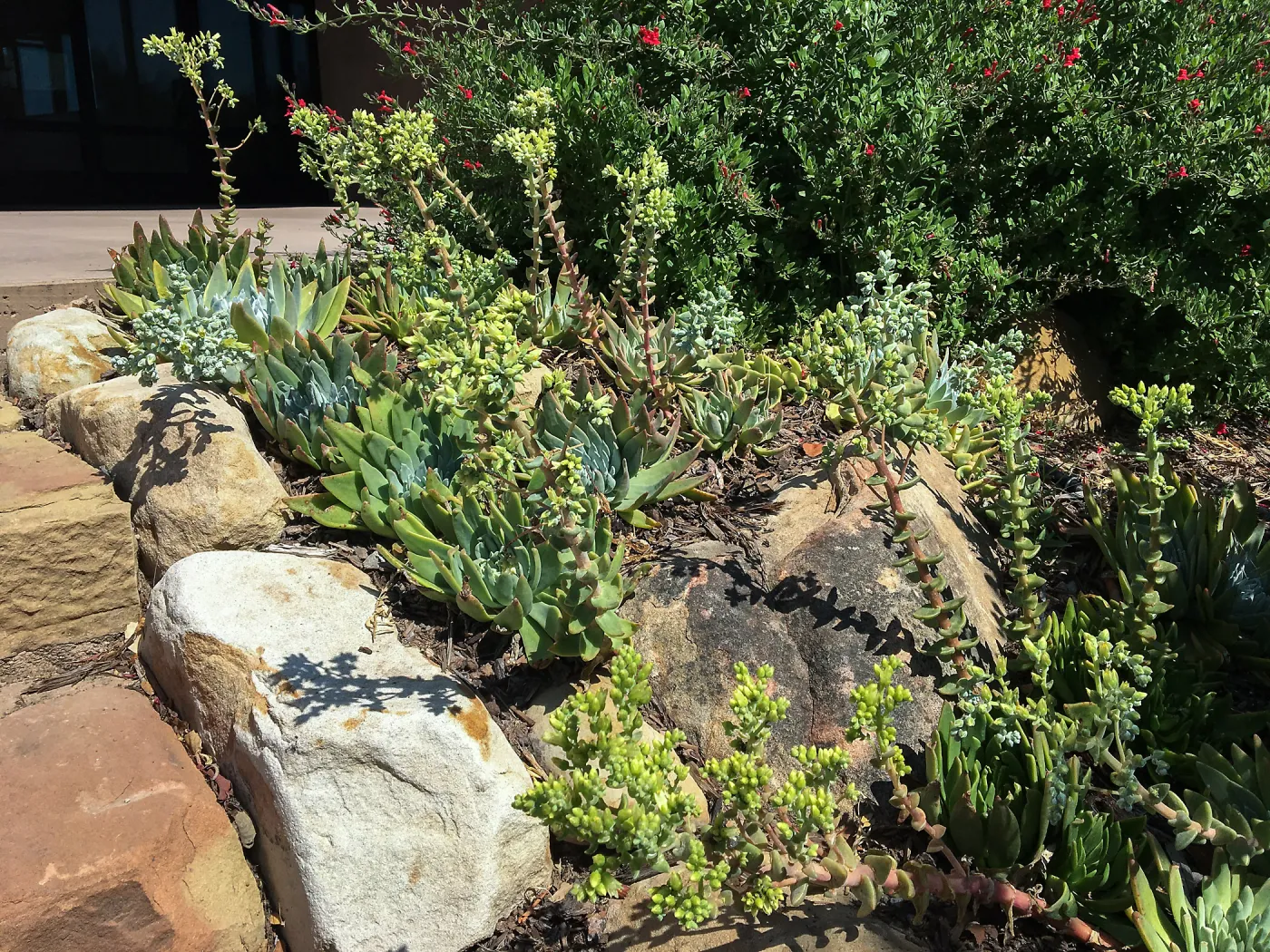 Dudleya greenei, PCC