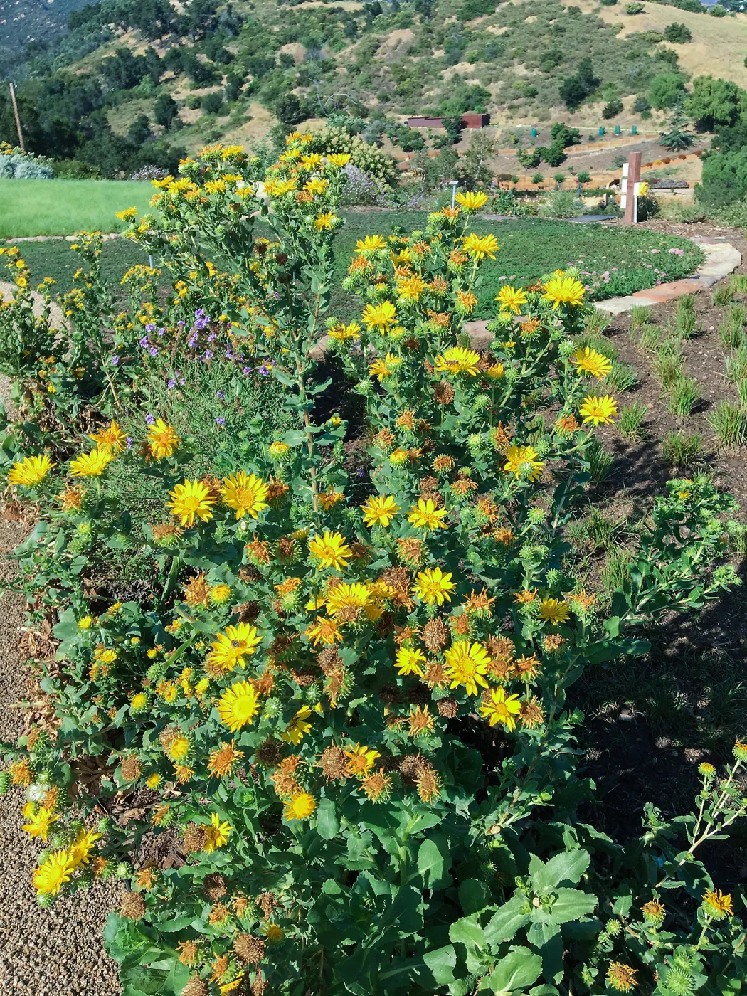 Grindelia hirsutula, PCC