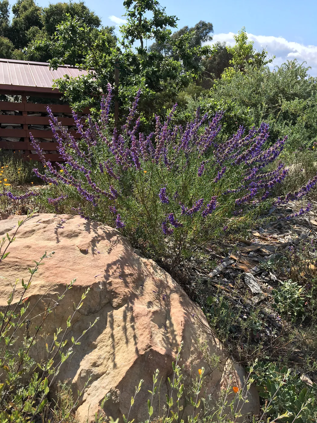 Peter Schuylerâ€™s garden,Trichostema lanatum 