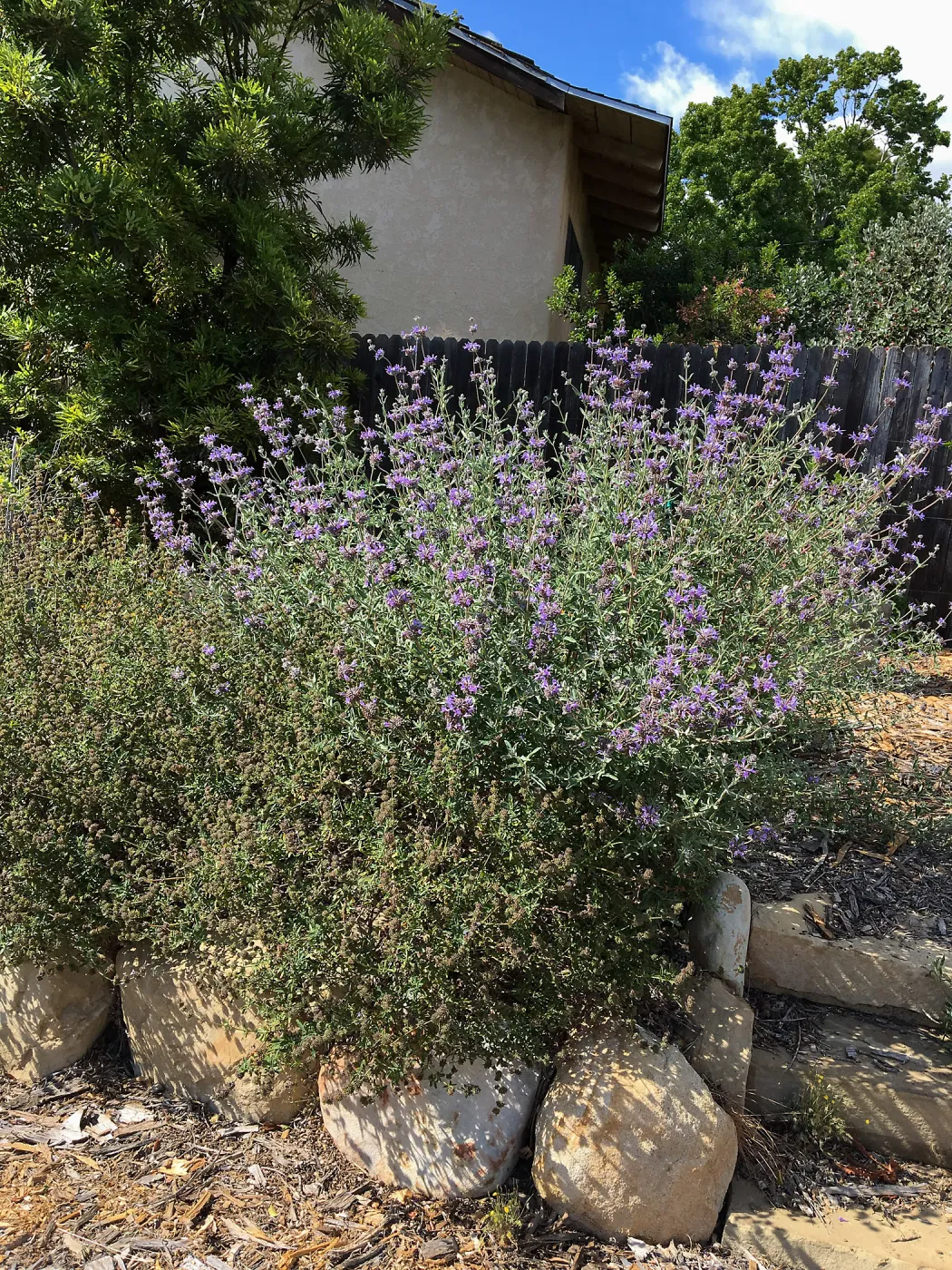 Peter Schuylerâ€™s garden, Salvia (Sage) clevelandii