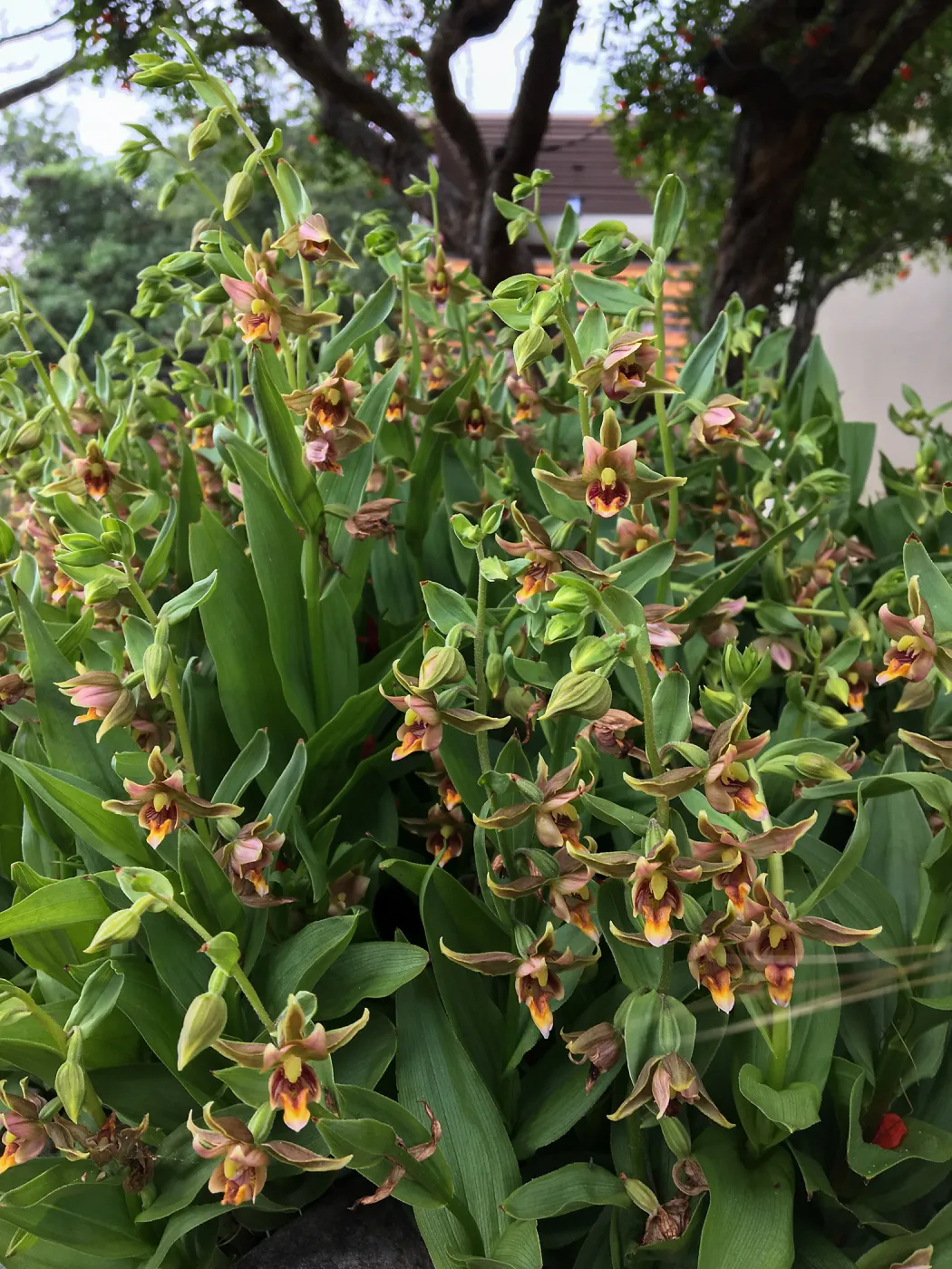 Peter Schuylerâ€™s garden, Epipactis gigantea