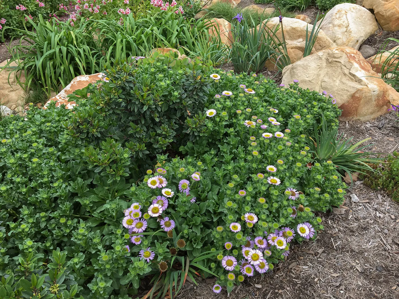Erigeron glaucus in Montecito garden designed by Isabelle Greene