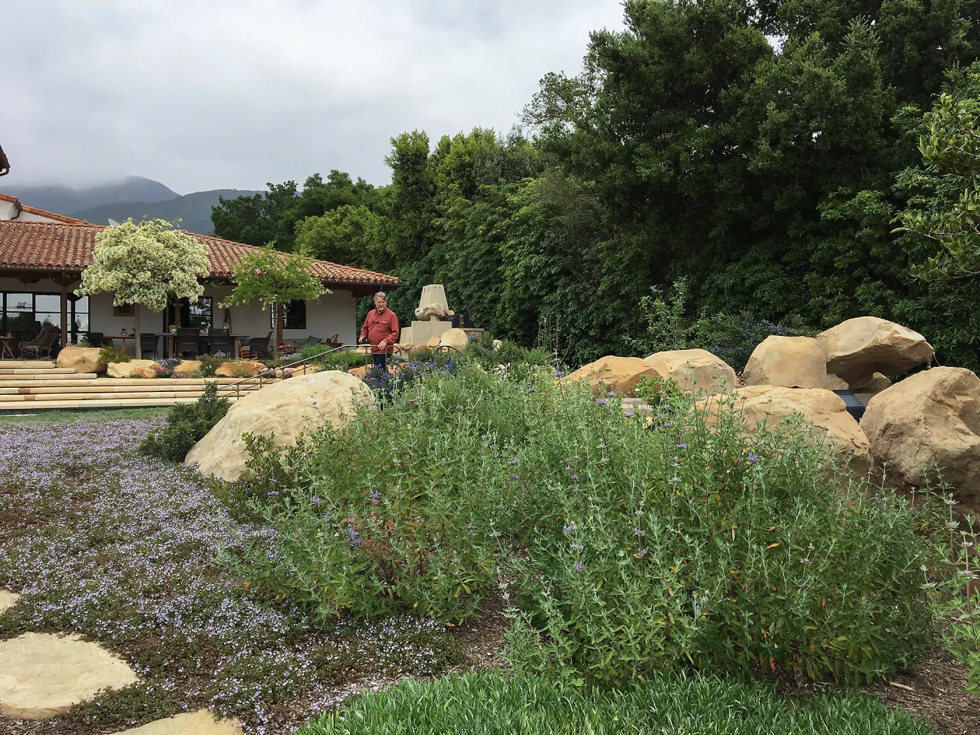 Salvia (sage) in Montecito garden designed by Isabelle Greene