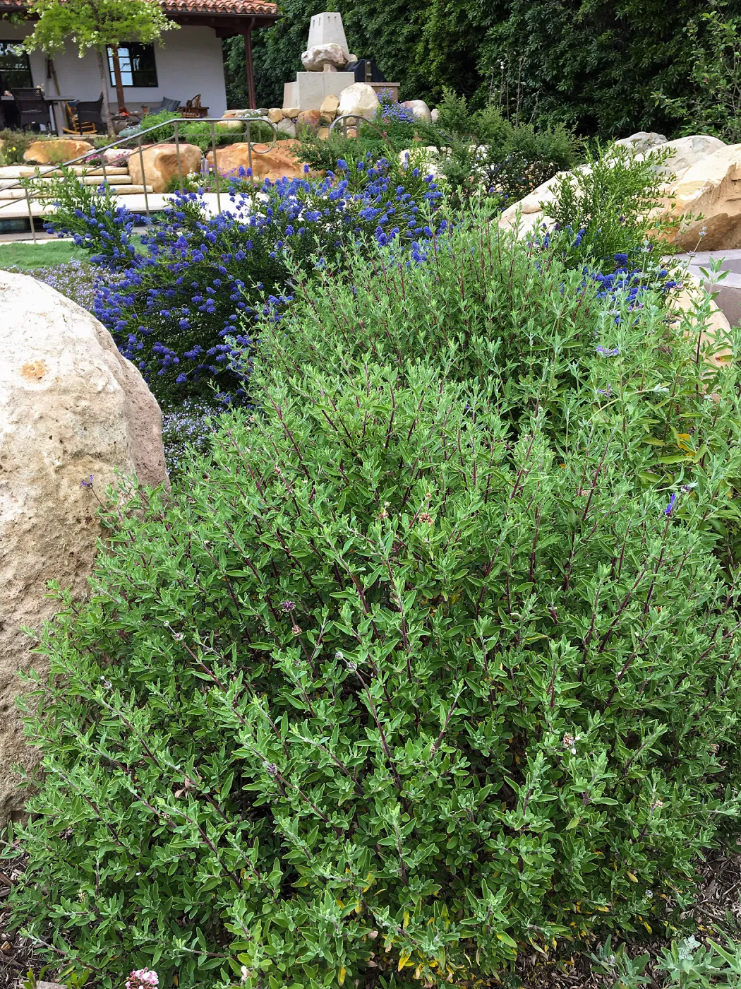 Salvia Winifred Gilman in Montecito garden designed by Isabelle Greene (Sage)