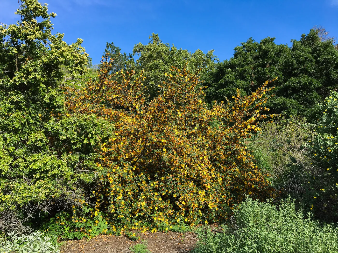 Fremontodendrons at the Tunnel Triangle
