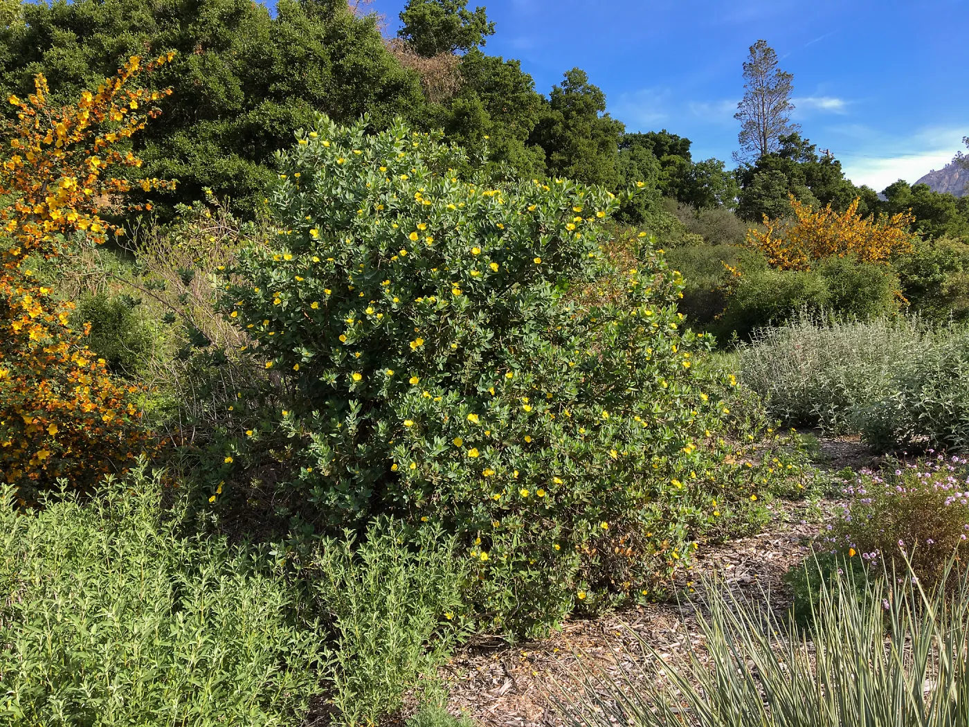 Dendromecon harfordii at the Tunnel Triangle