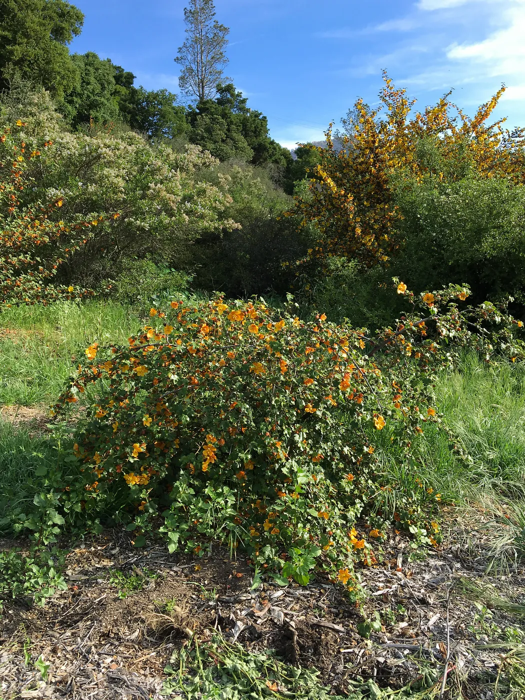 Fremontodendrons at the Tunnel Triangle