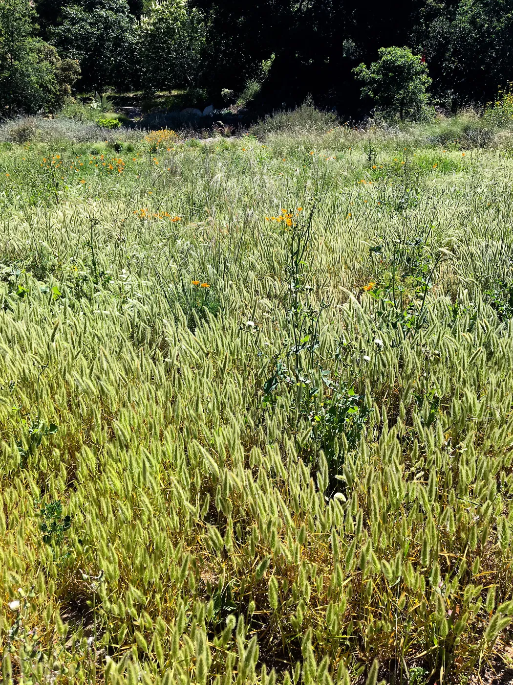 Weeds in the Meadow