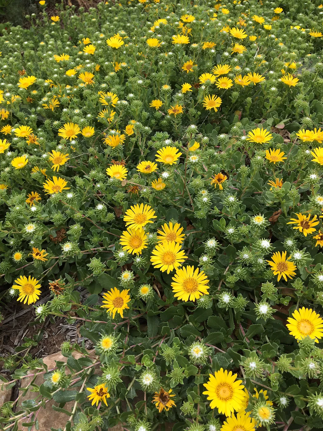Grindelia Rays Carpet, PCC driveway