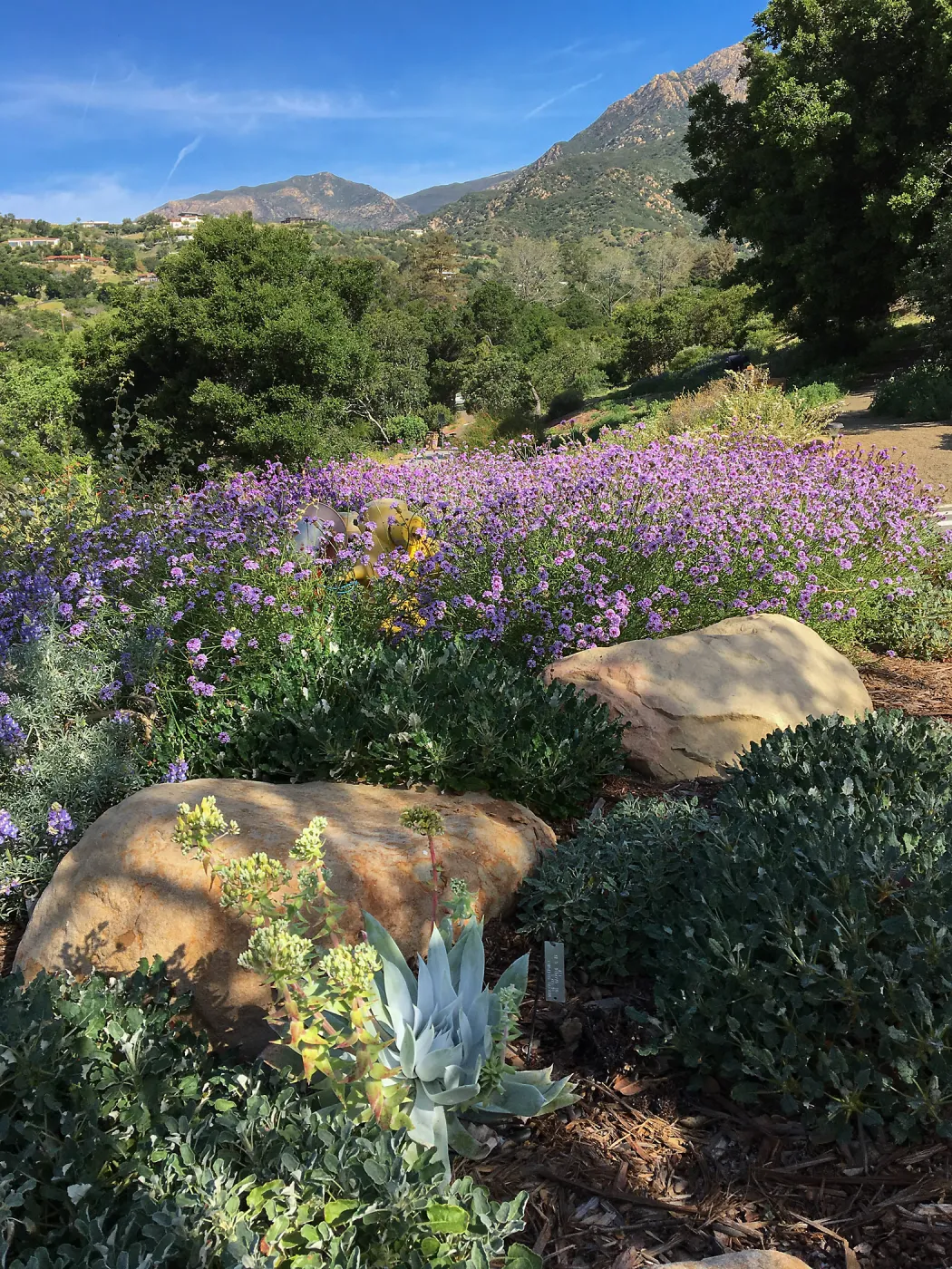 Entry at the PCC with Verbena de la Mina