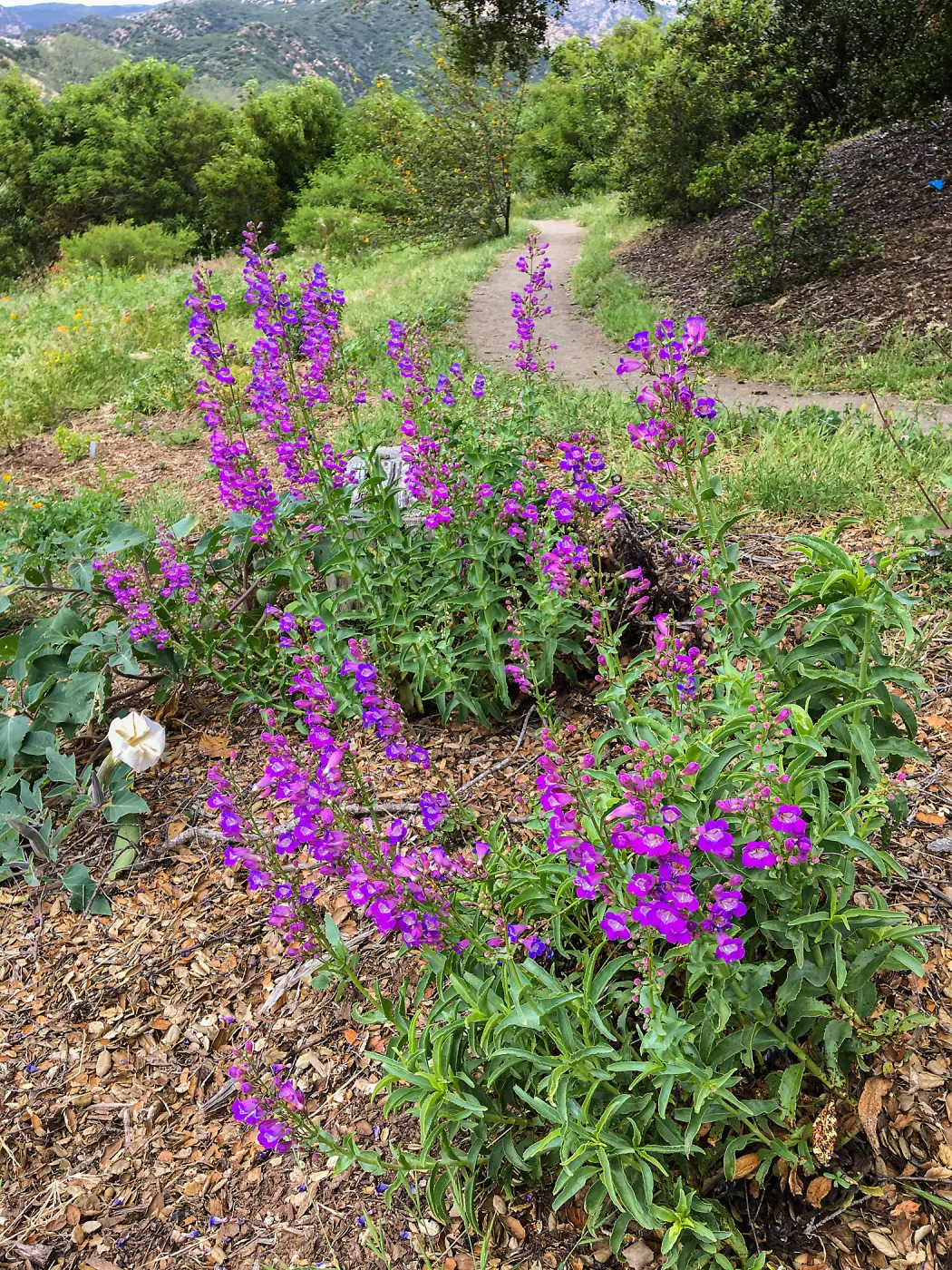 Penstemon spectabilis on Southwest Trail