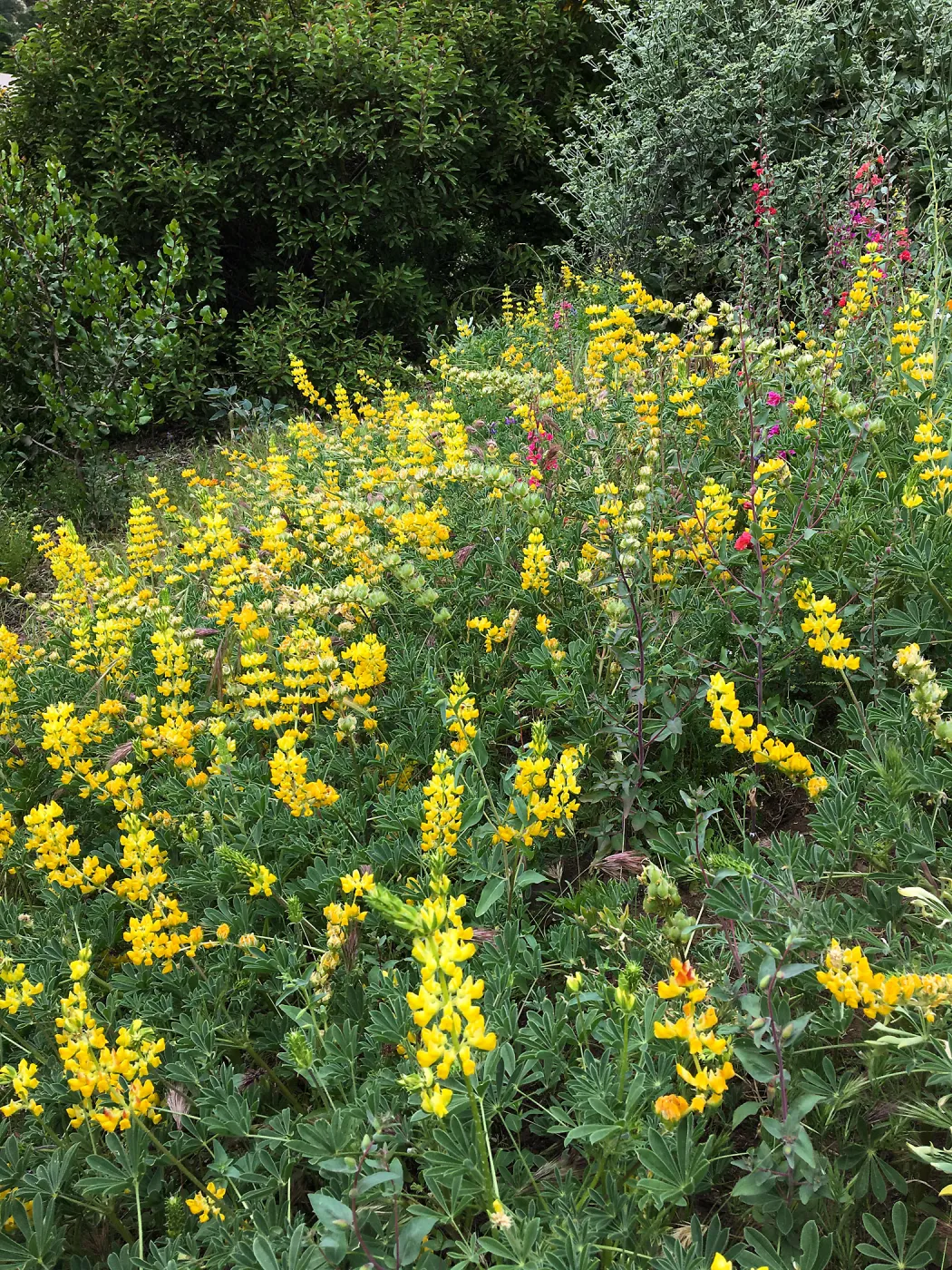 Lupinus (Lupine) Ed Gedling hybrids on Southwest Trail