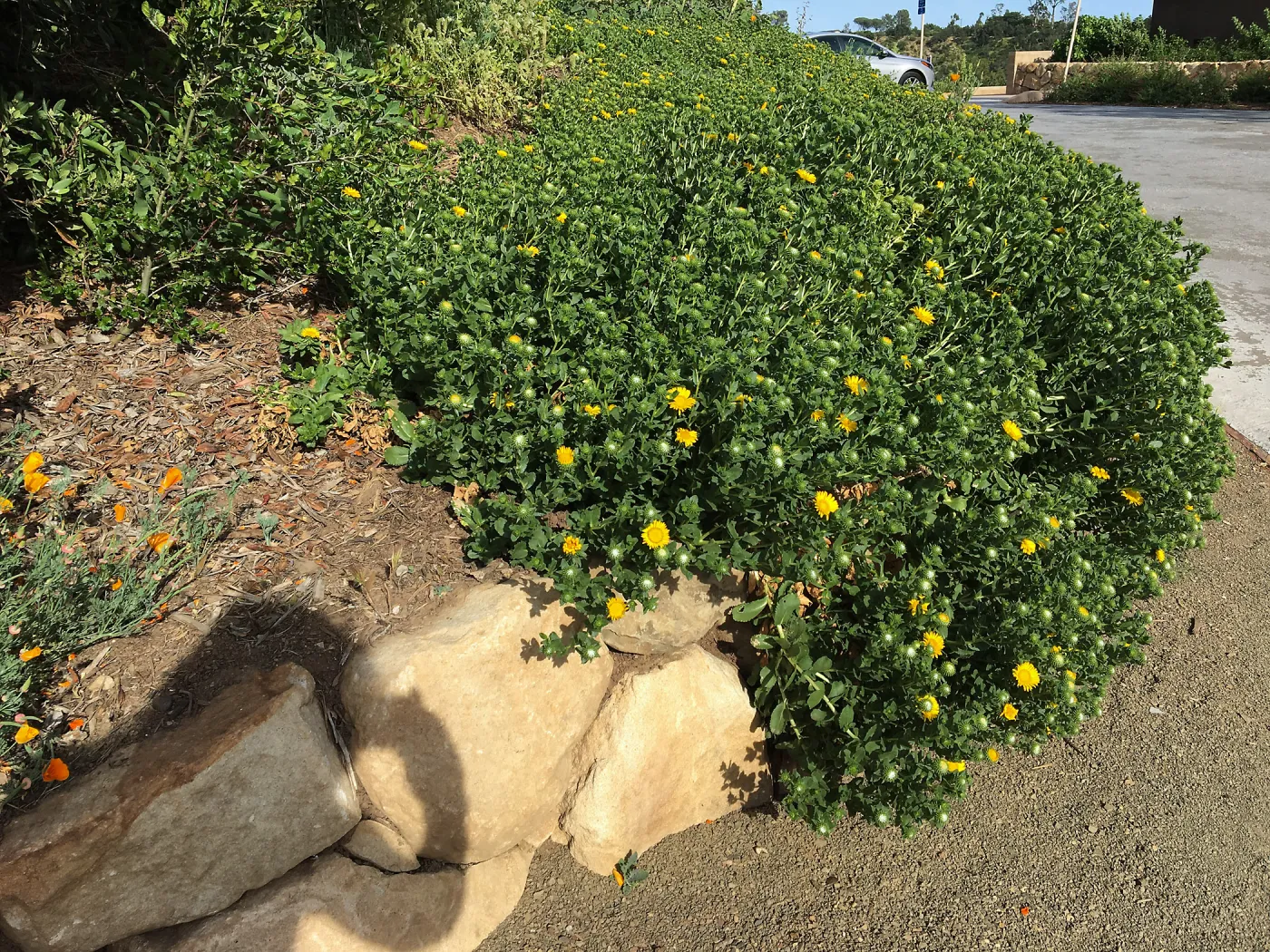 Grindelia Rayâ€™s Carpet, PCC driveway