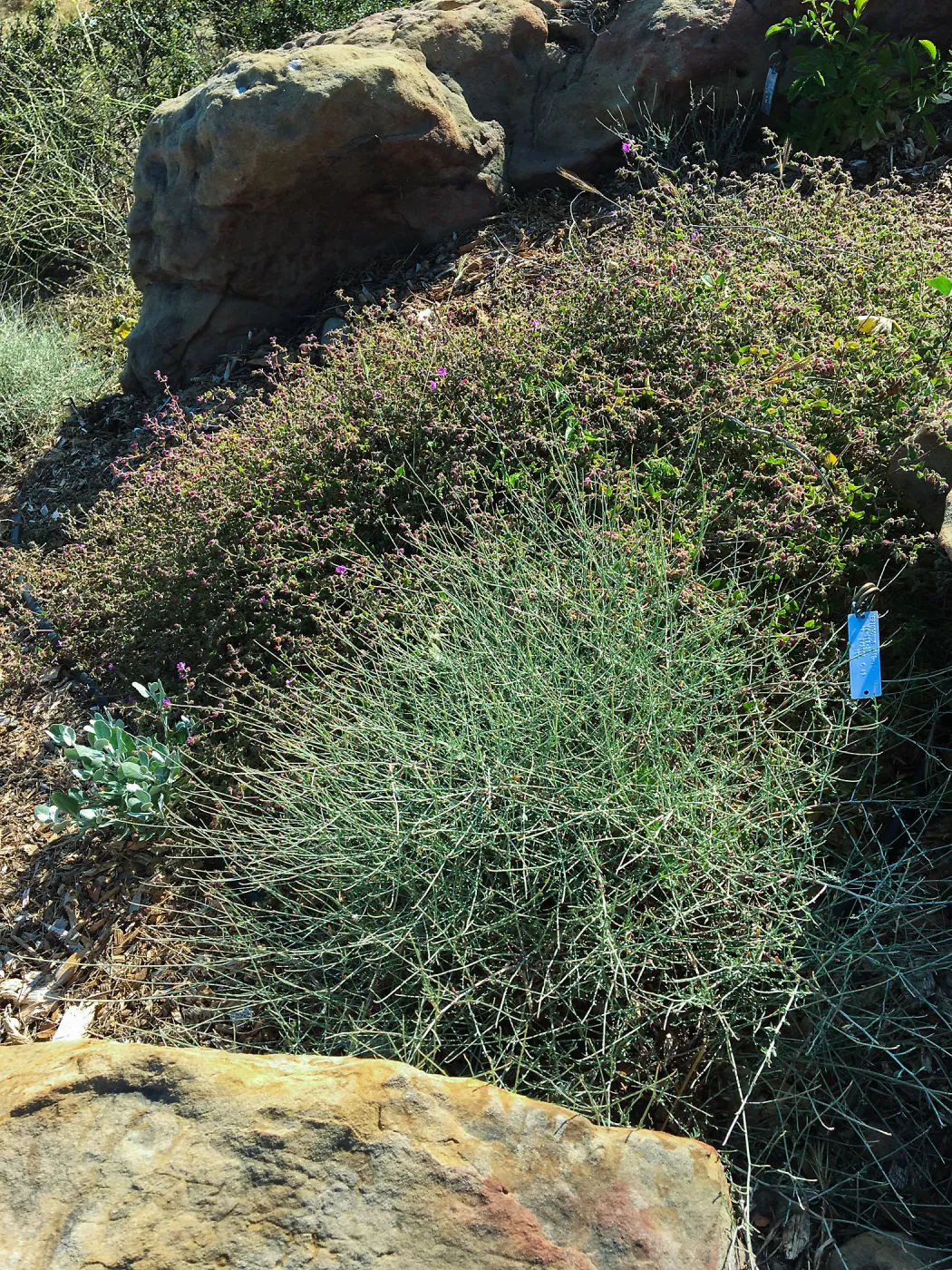 Eriogonum wrightii, PCC Baja garden