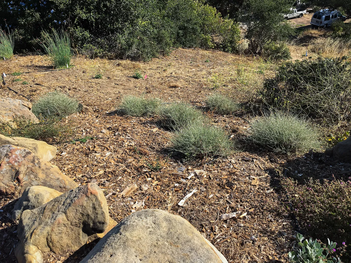 Eriogonum wrightii, PCC Baja garden