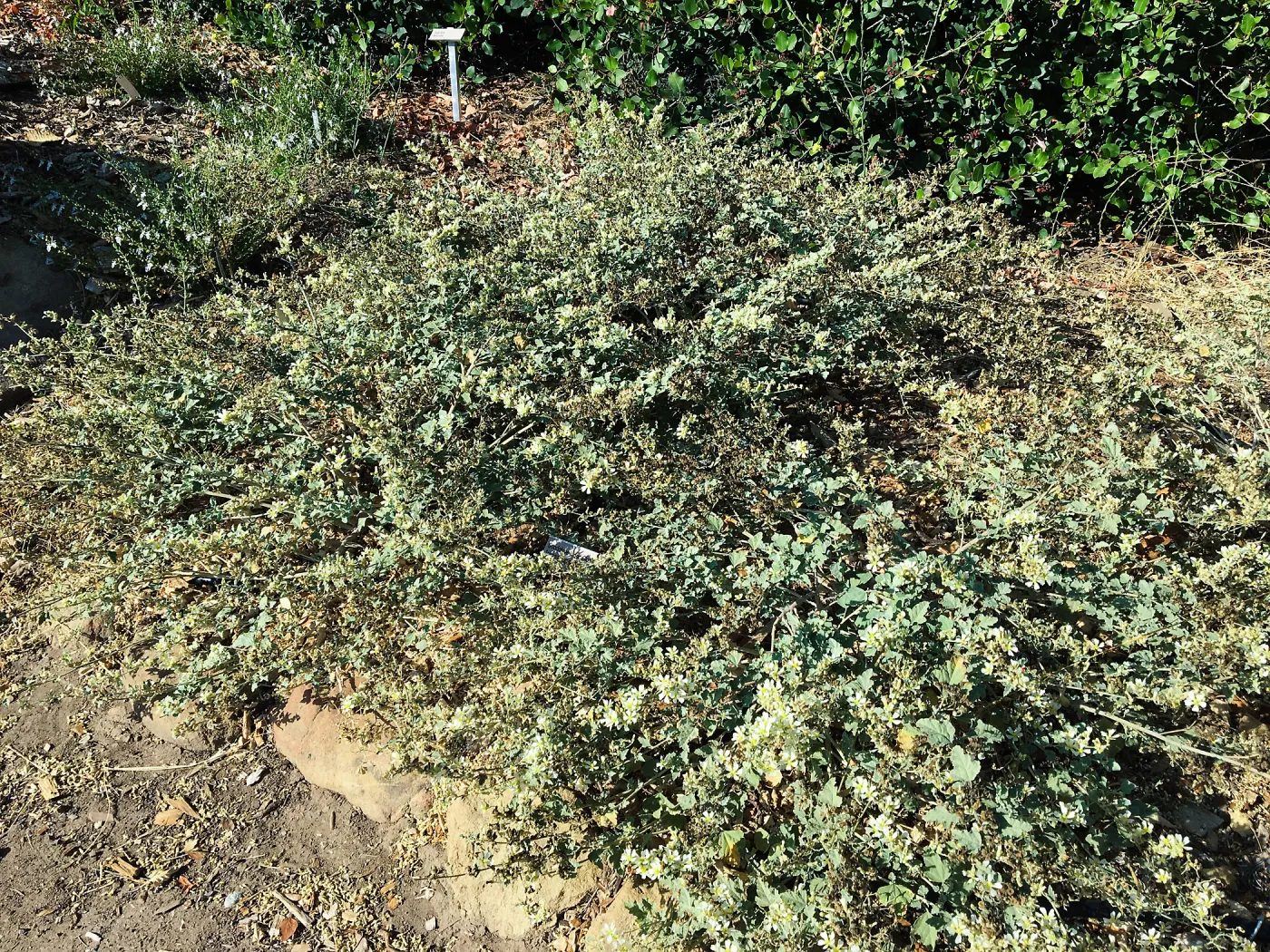 Sphaeralcea sulphurea, PCC Baja garden