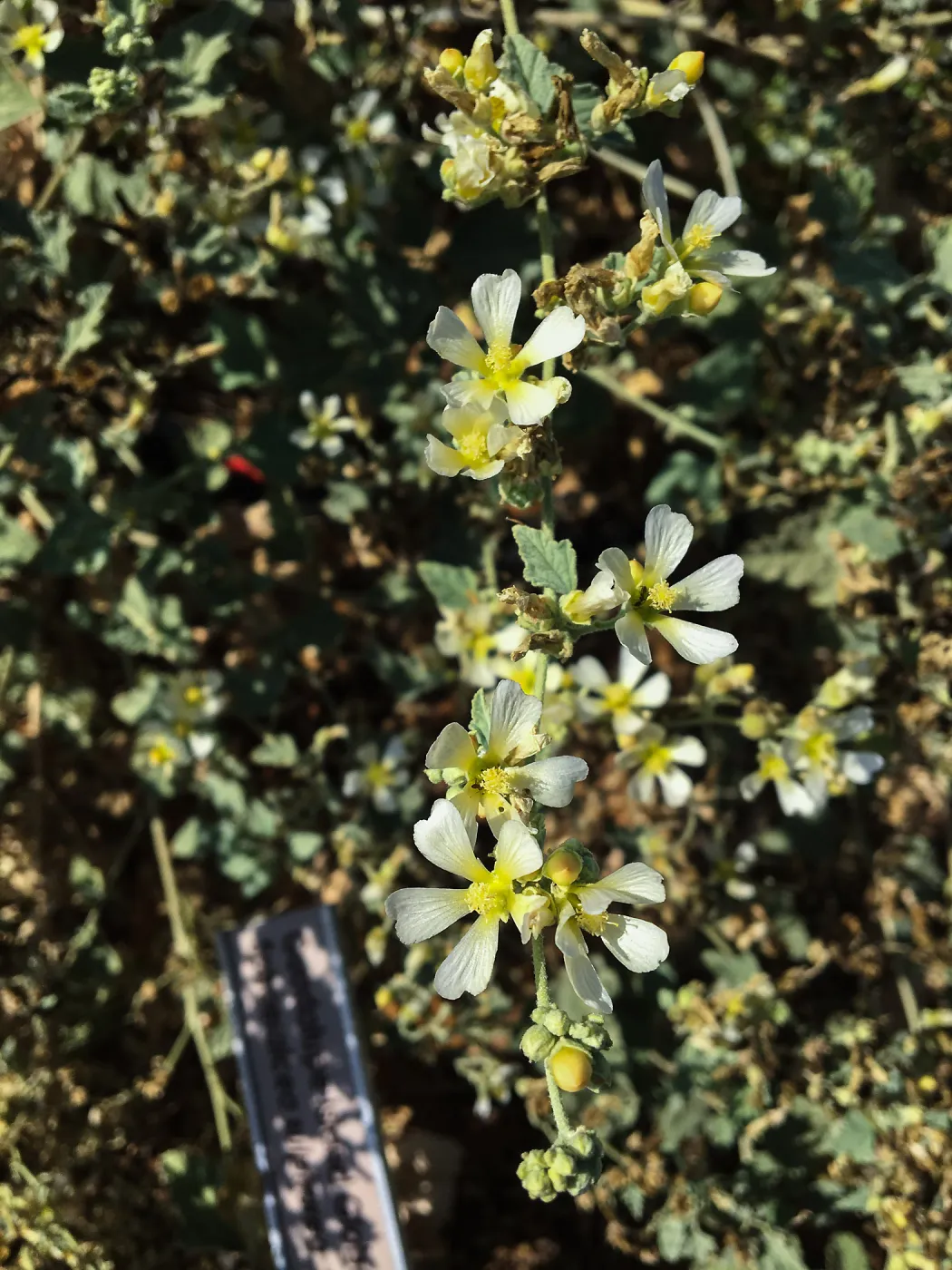 Sphaeralcea sulphurea, PCC Baja garden