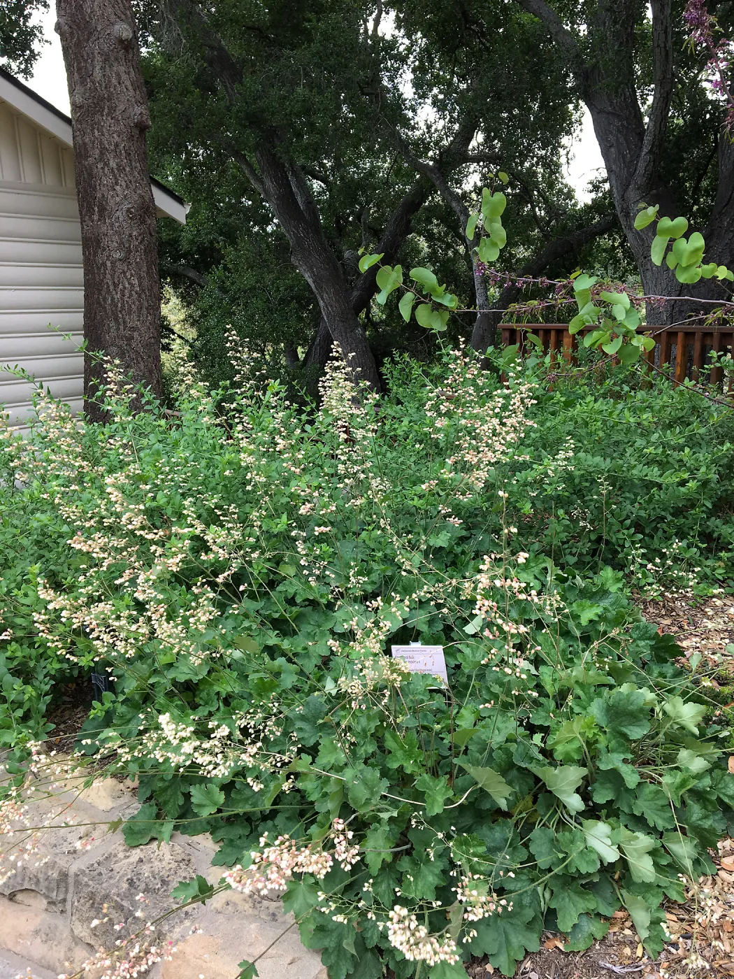 Heuchera Opal at the Water Wise Home Demonstration Garden