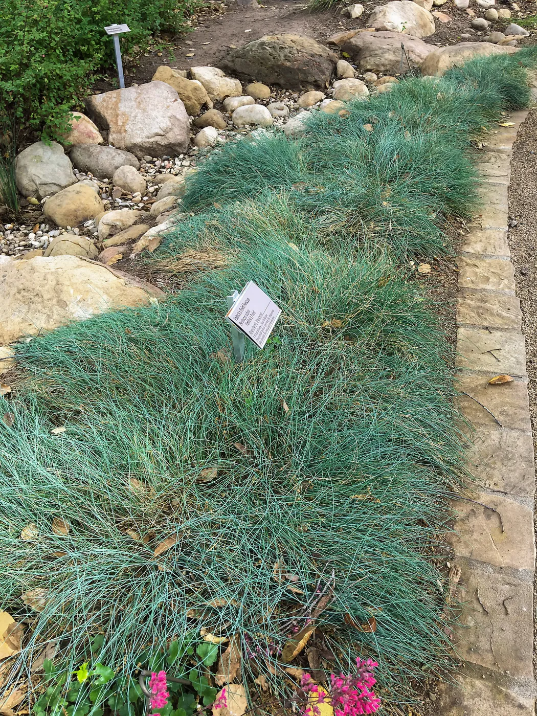 Festuca Patricks Point Water Wise Home Demonstration Garden