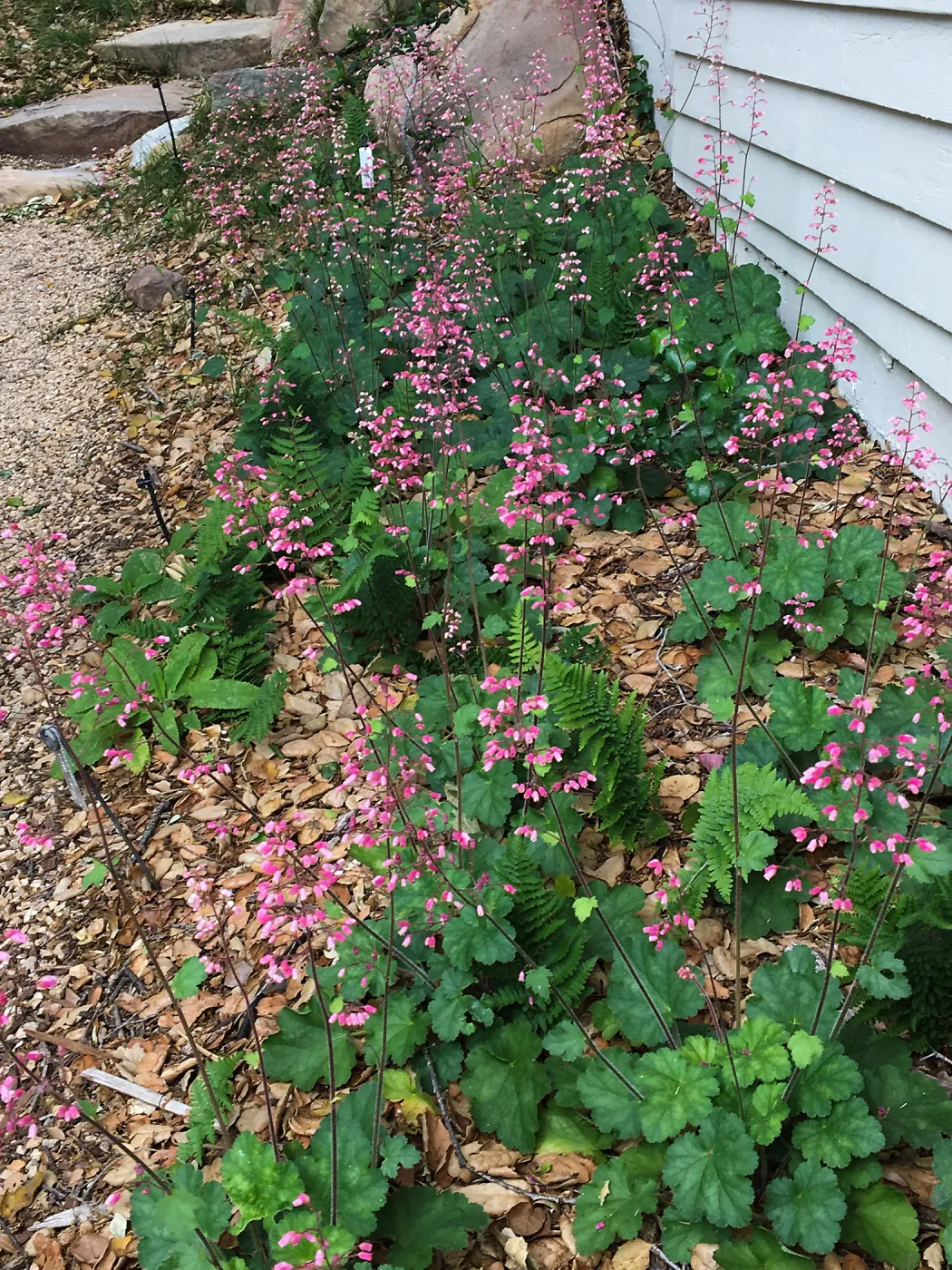 Heuchera Wendy at the Water Wise Home Demonstration Garden