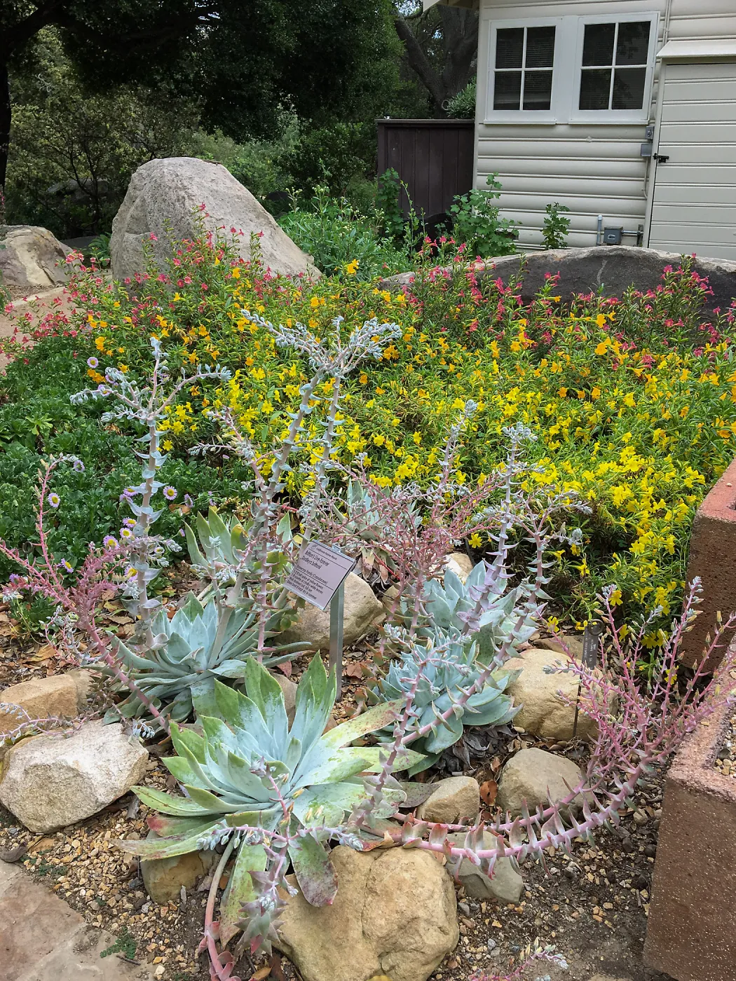 Dudleya brittonii at the Water Wise Home Demonstration Garden