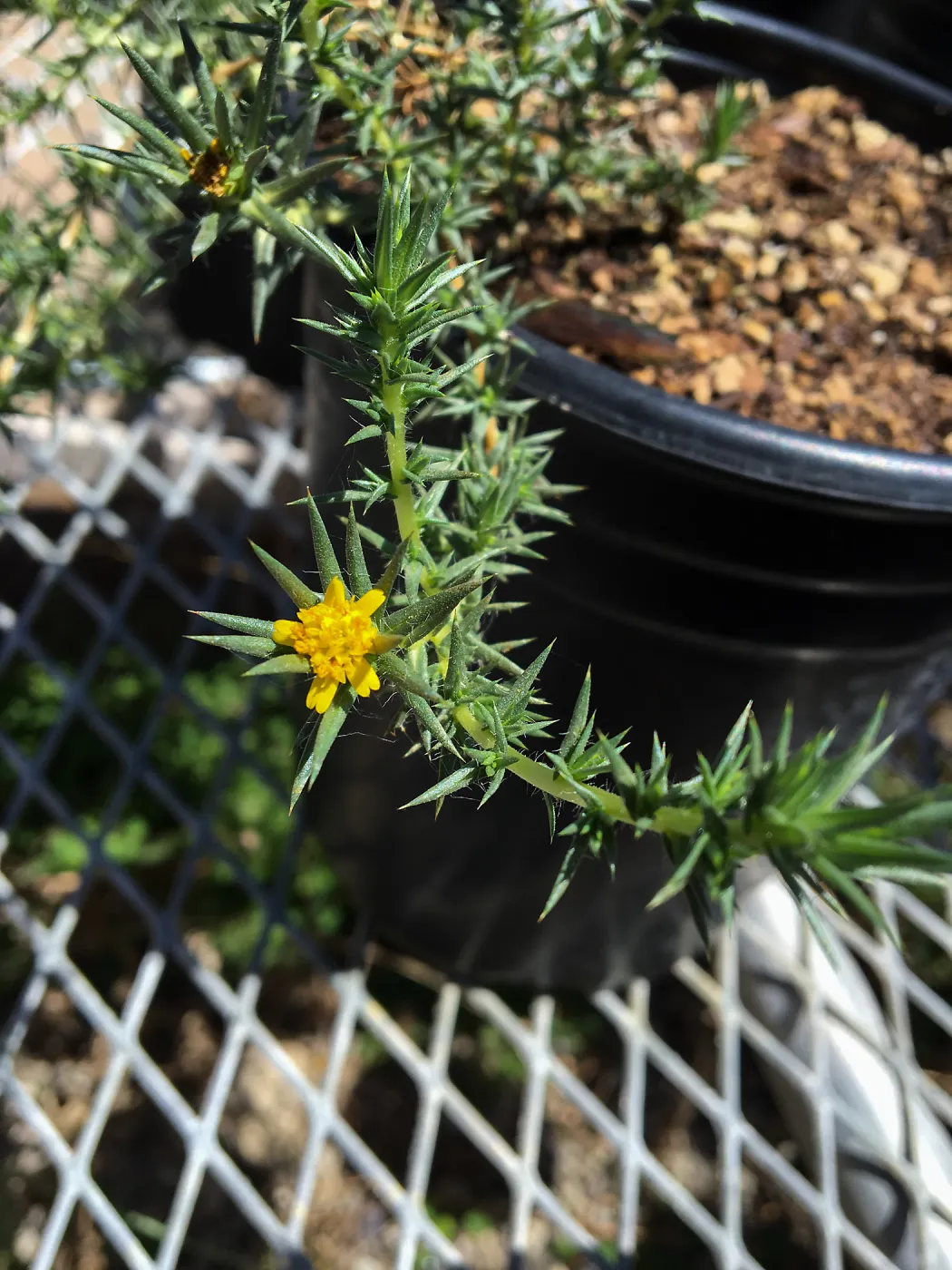 Centromadia from northern Baja CA, grown for conservation