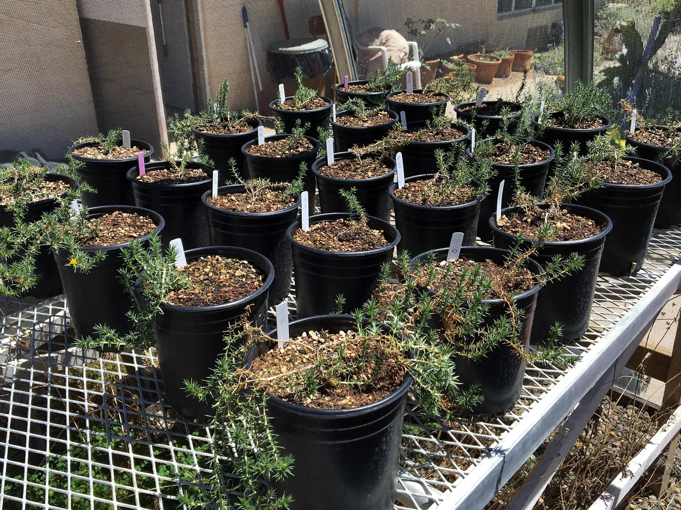 Centromadia from northern Baja CA, grown for conservation