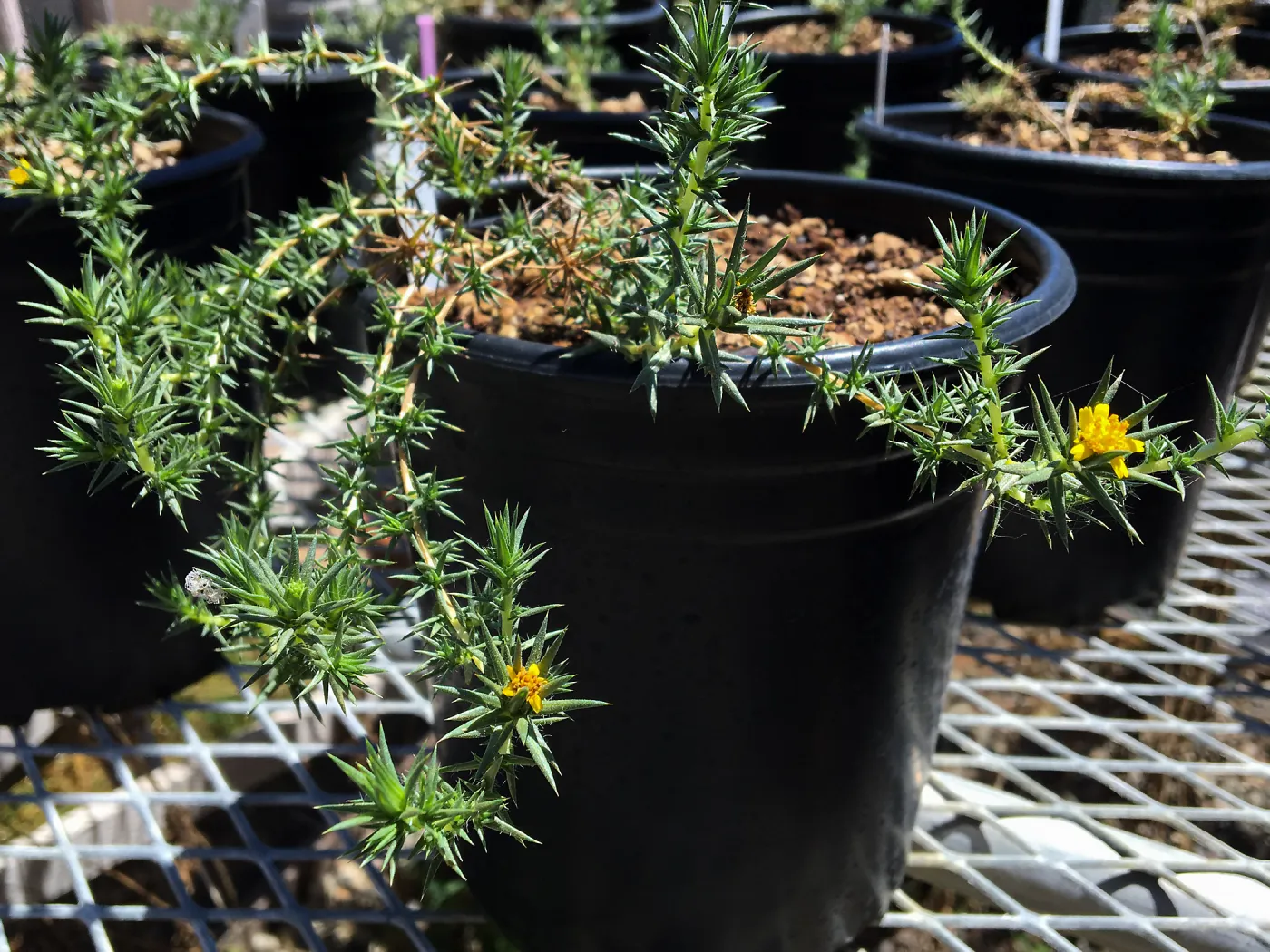 Centromadia from northern Baja CA, grown for conservation