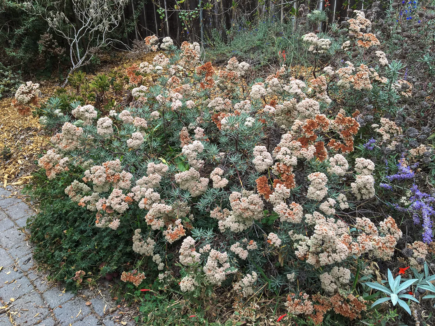 Eriogonum arborescens at Betsy Colins garden