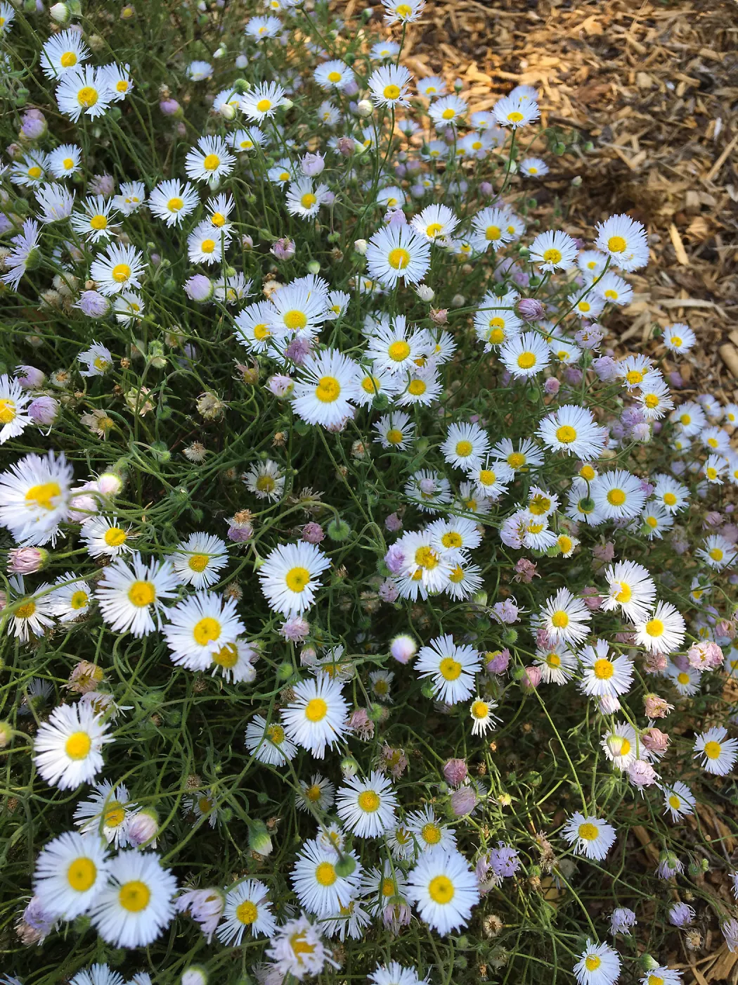 Erigeron divergens at Betsy Collins Garden