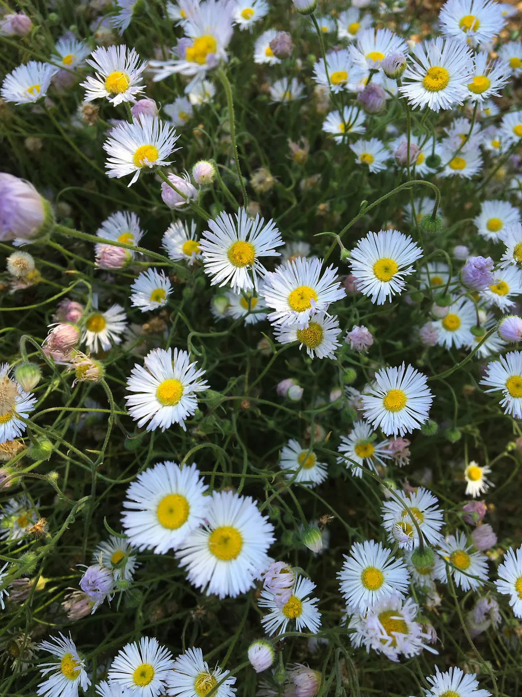 Erigeron divergens at Betsy Collins Garden