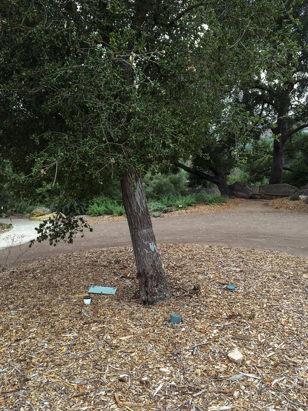 Southern most of Meadow Oaks