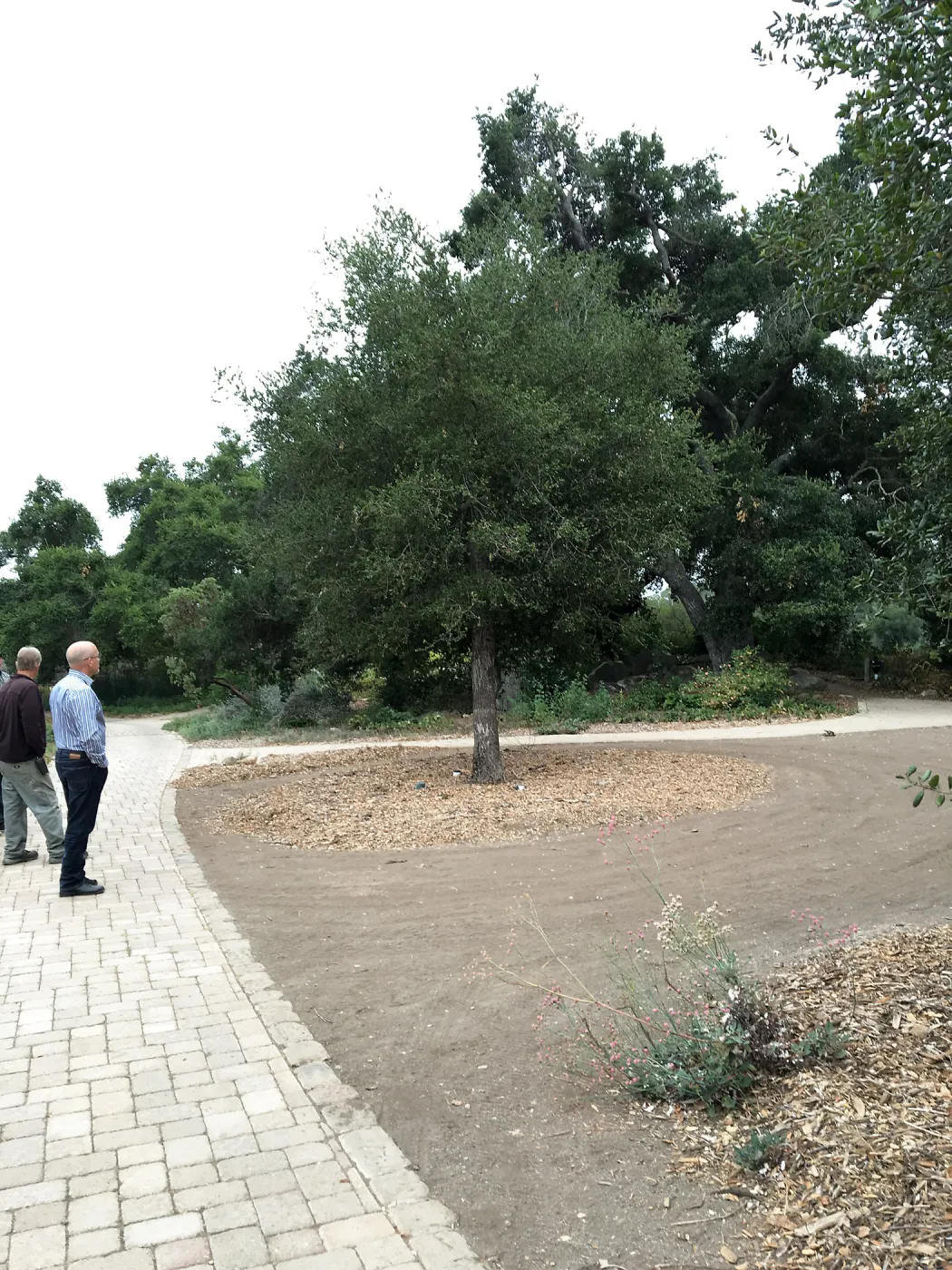 Discussing condition of Meadow Oaks (Coastal Live Oak)