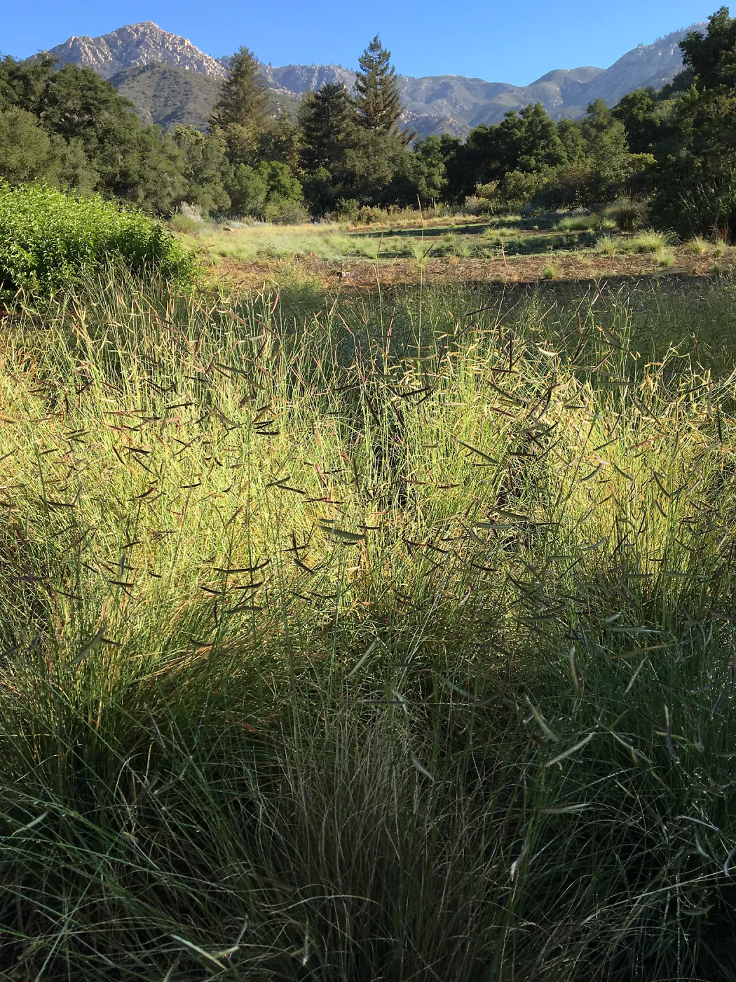 Blue grama in the Meadow