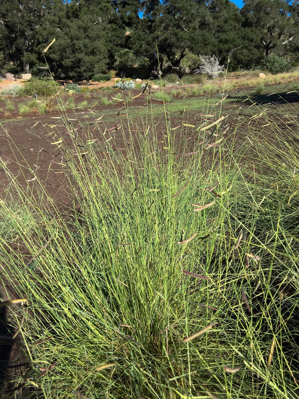 Blue grama in the Meadow