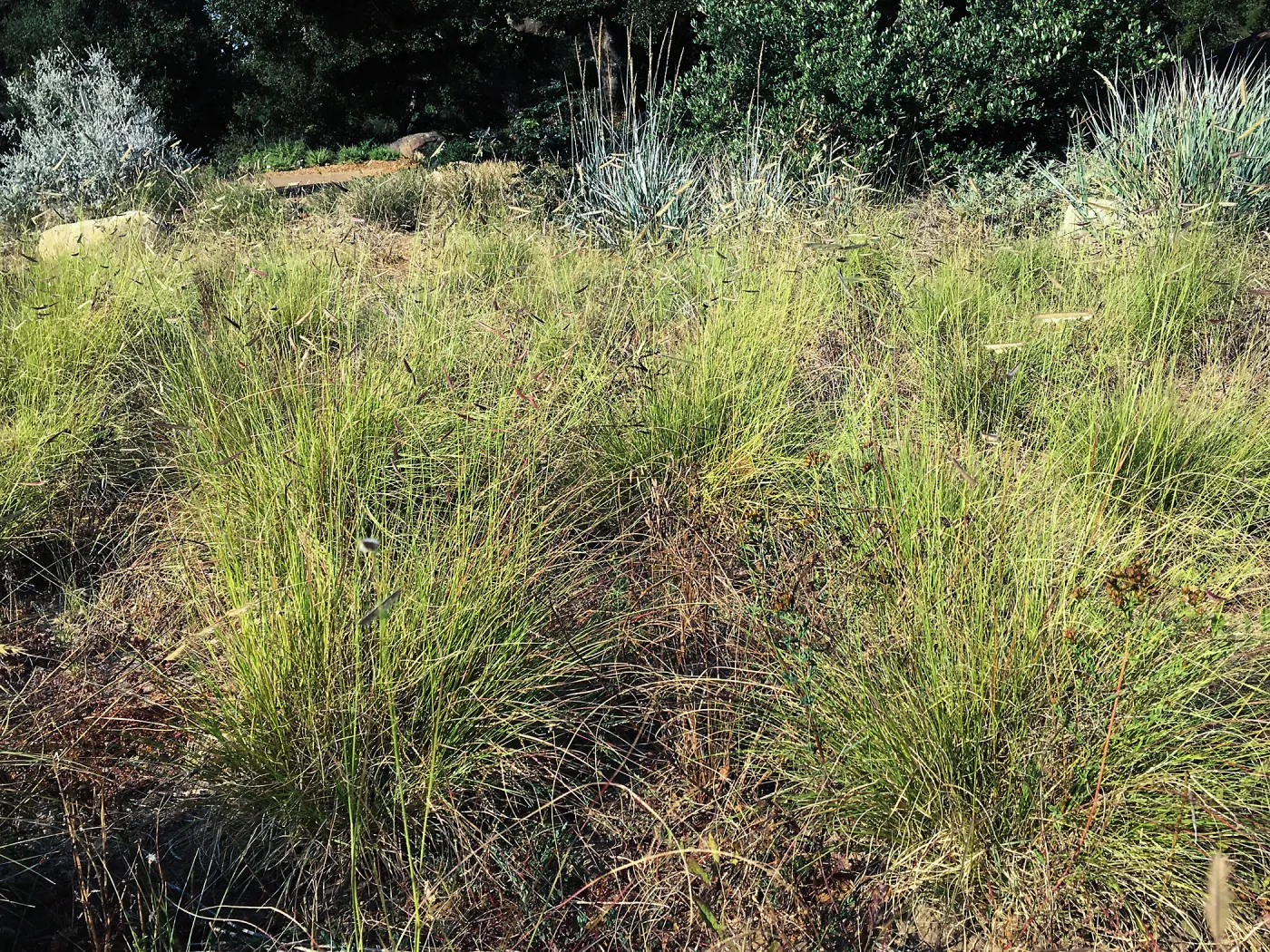Bouteloua gracilis in the Meadow