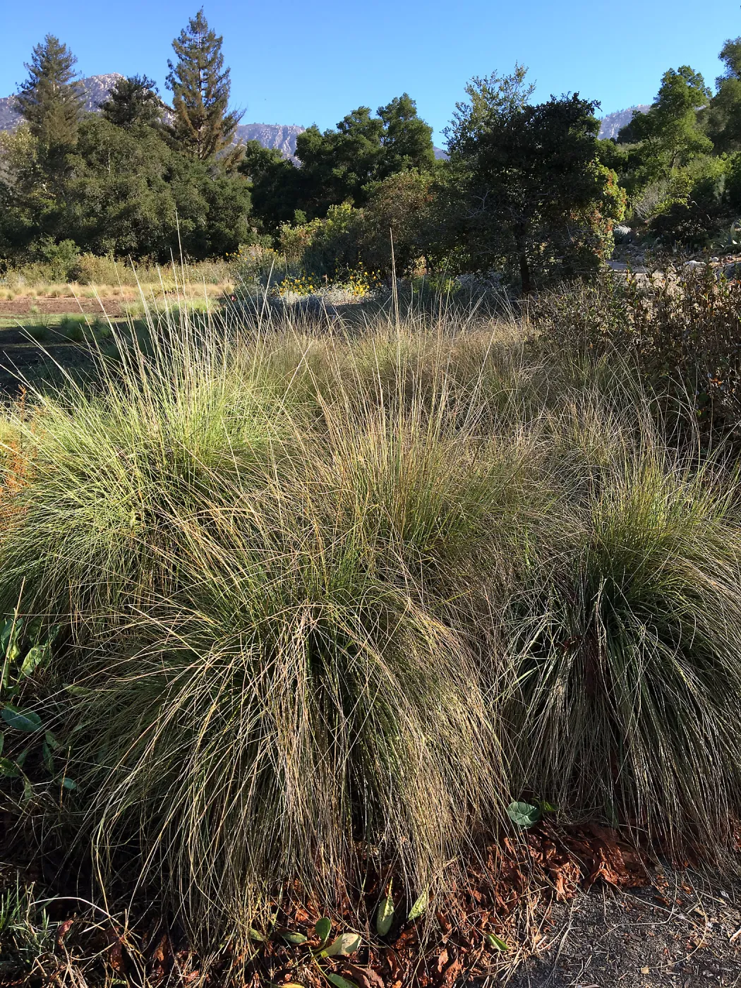 Deer grass, Muhlenbergia rigens in Meadow